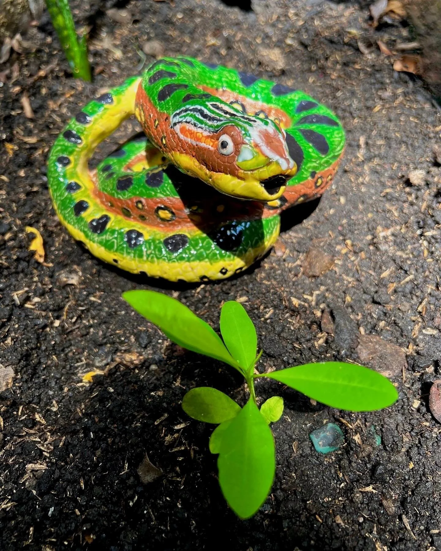 1. La Anaconda y La Coca .jpg