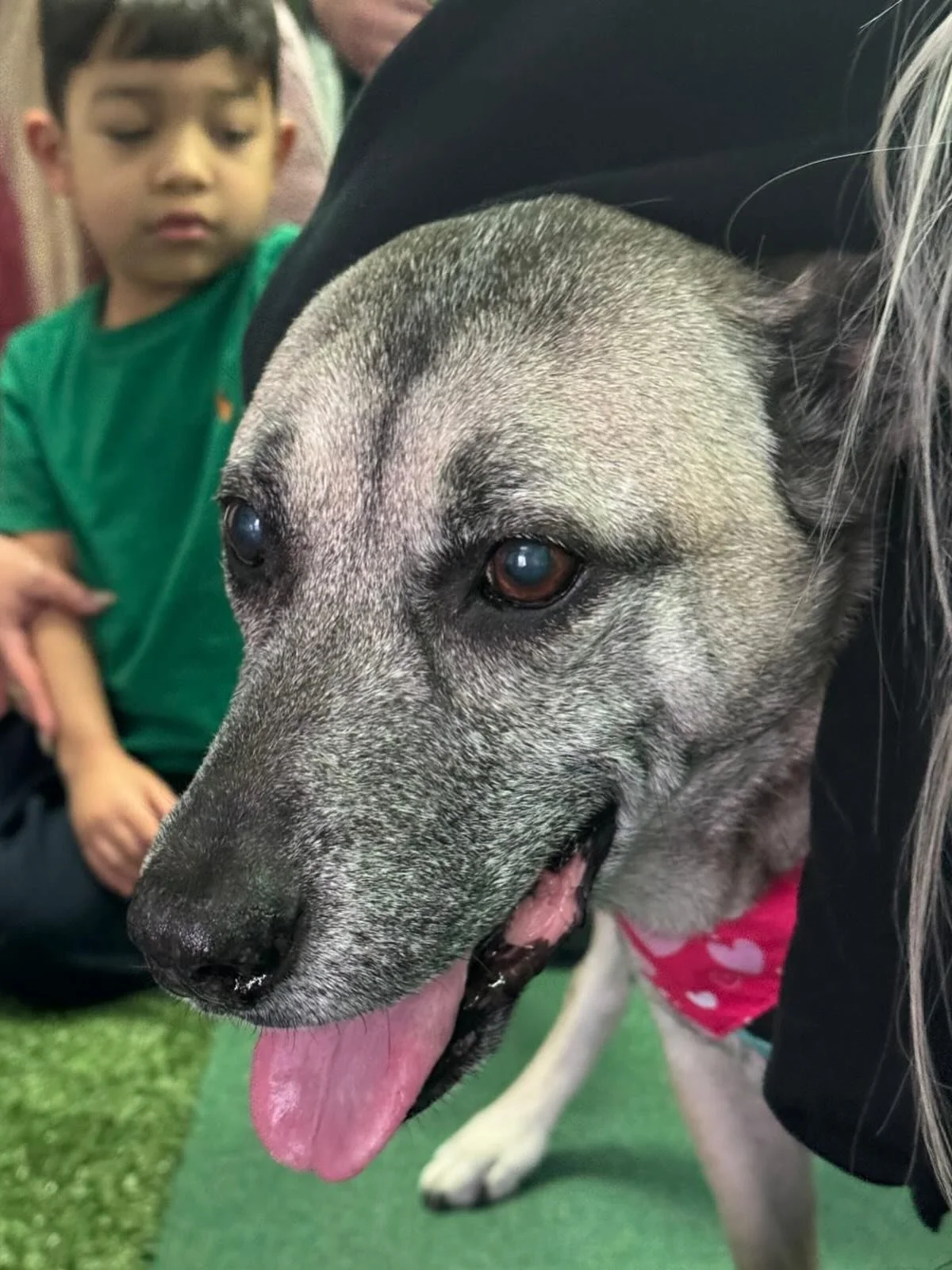 Another classroom visit in the books for Ares 🐶 🤍 📕 

Ares had the most amazing time visiting some very special kids and sharing his story.  And as always &ldquo;It&rsquo;s okay to be you, It&rsquo;s okay to stand out&hellip;for being yourself is 