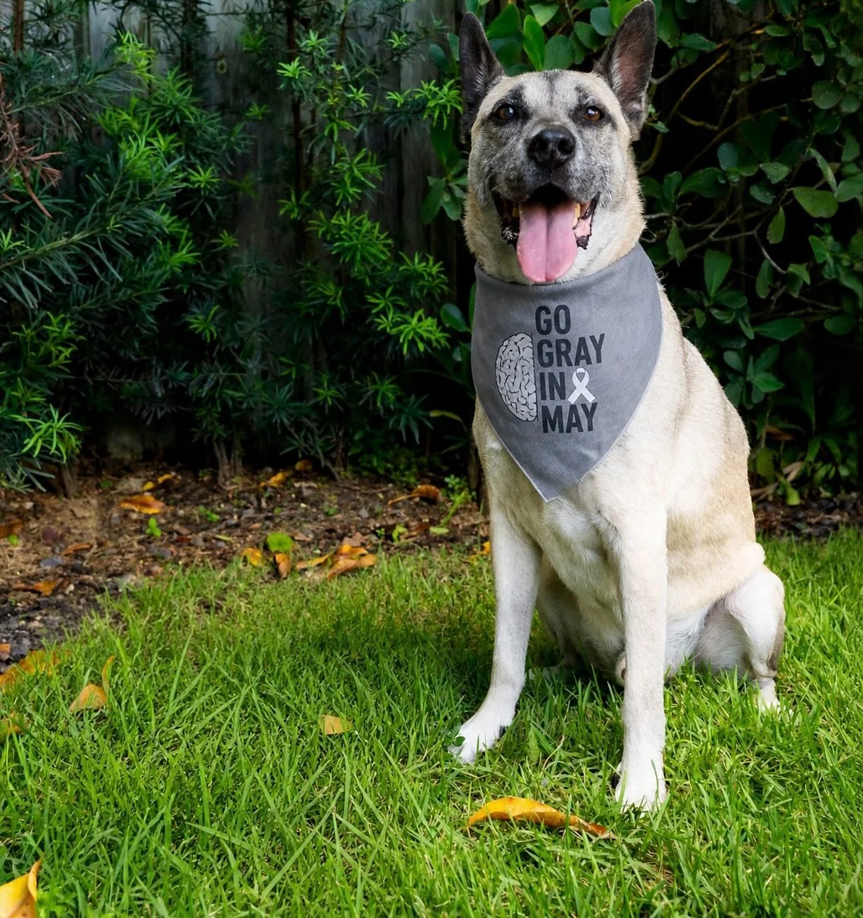 Resilience is choosing to keep going, even when the path is uncertain. 🩶 GO GRAY IN MAY. 

Ares &amp; his friends - Weezy, Zoey &amp; Penny are going gray in May for the fighters, the survivors and the ones lost to a brain tumor. This month, Ares an