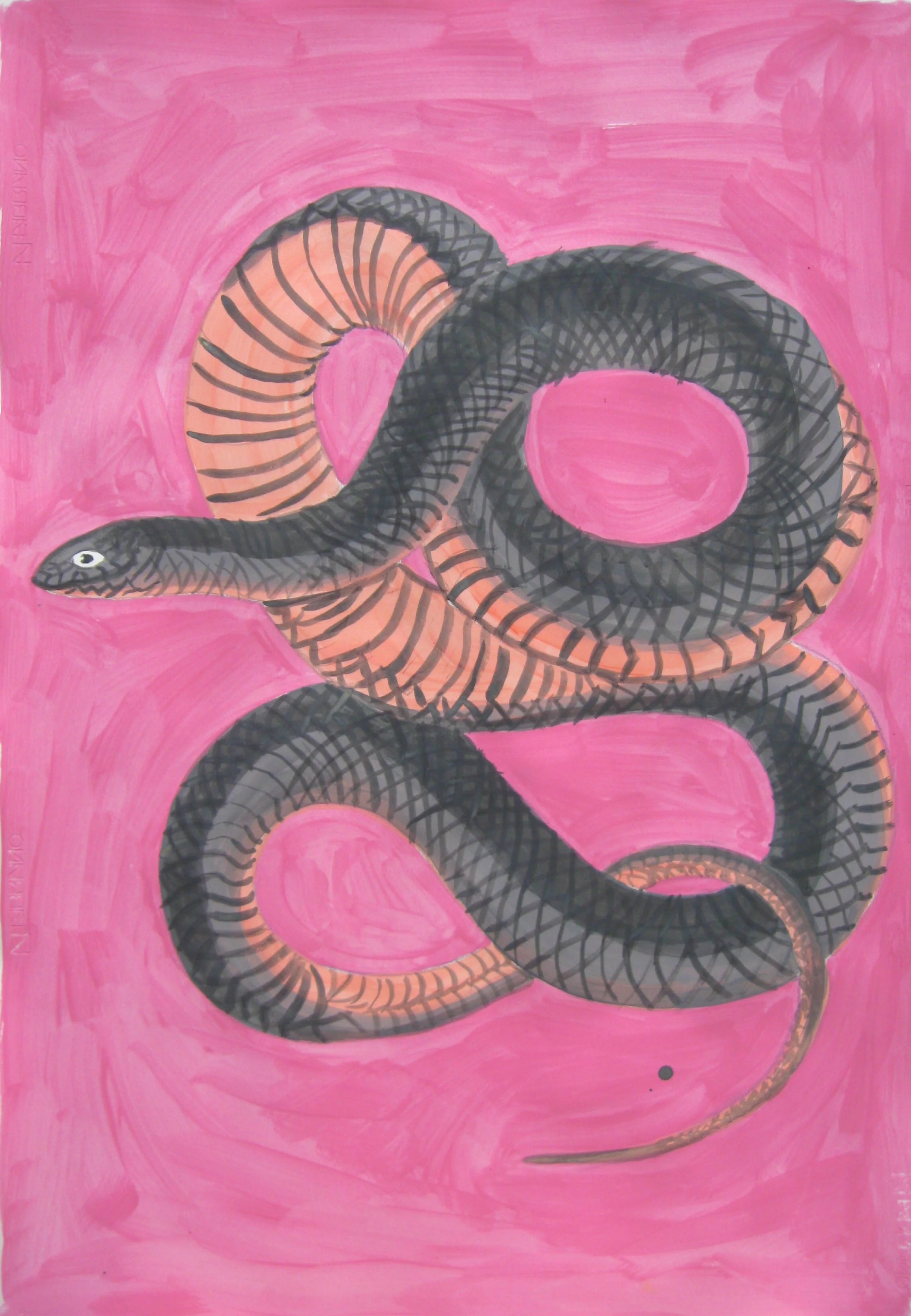 Mary Nicholson/artwork/Painting of a coiled black snake with orange accents on a pink background.