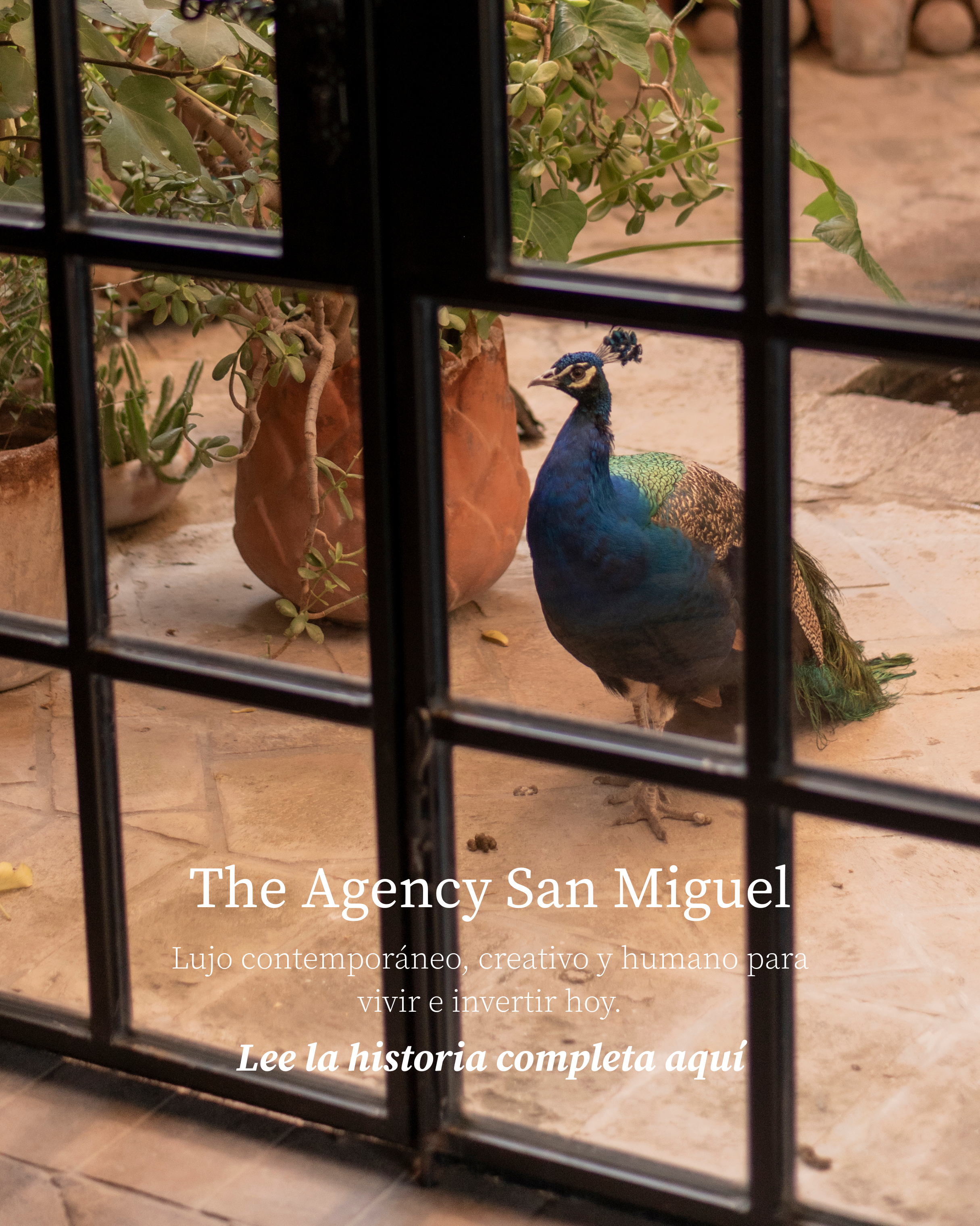 The Agency San Miguel.png