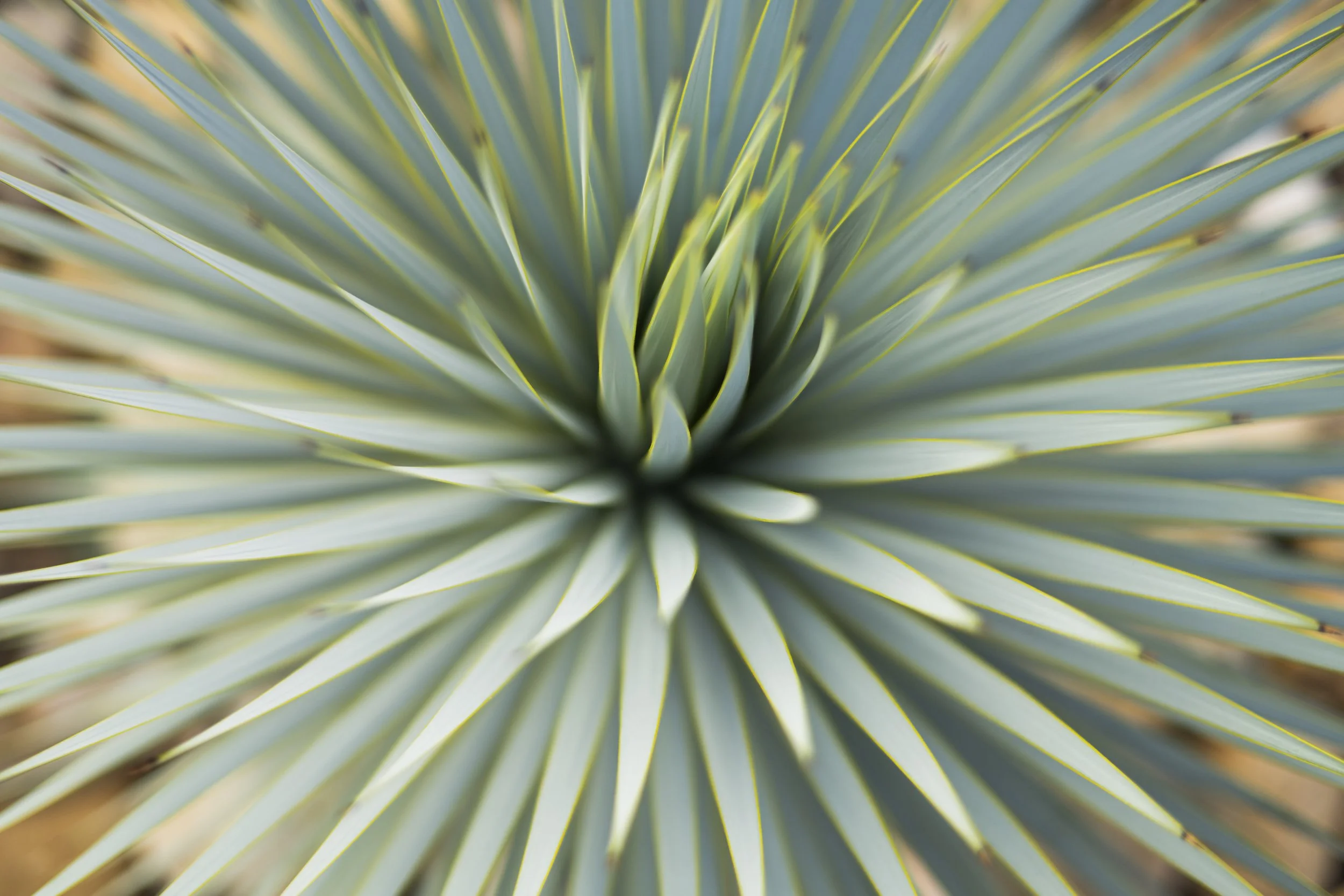 Viveros del Desierto