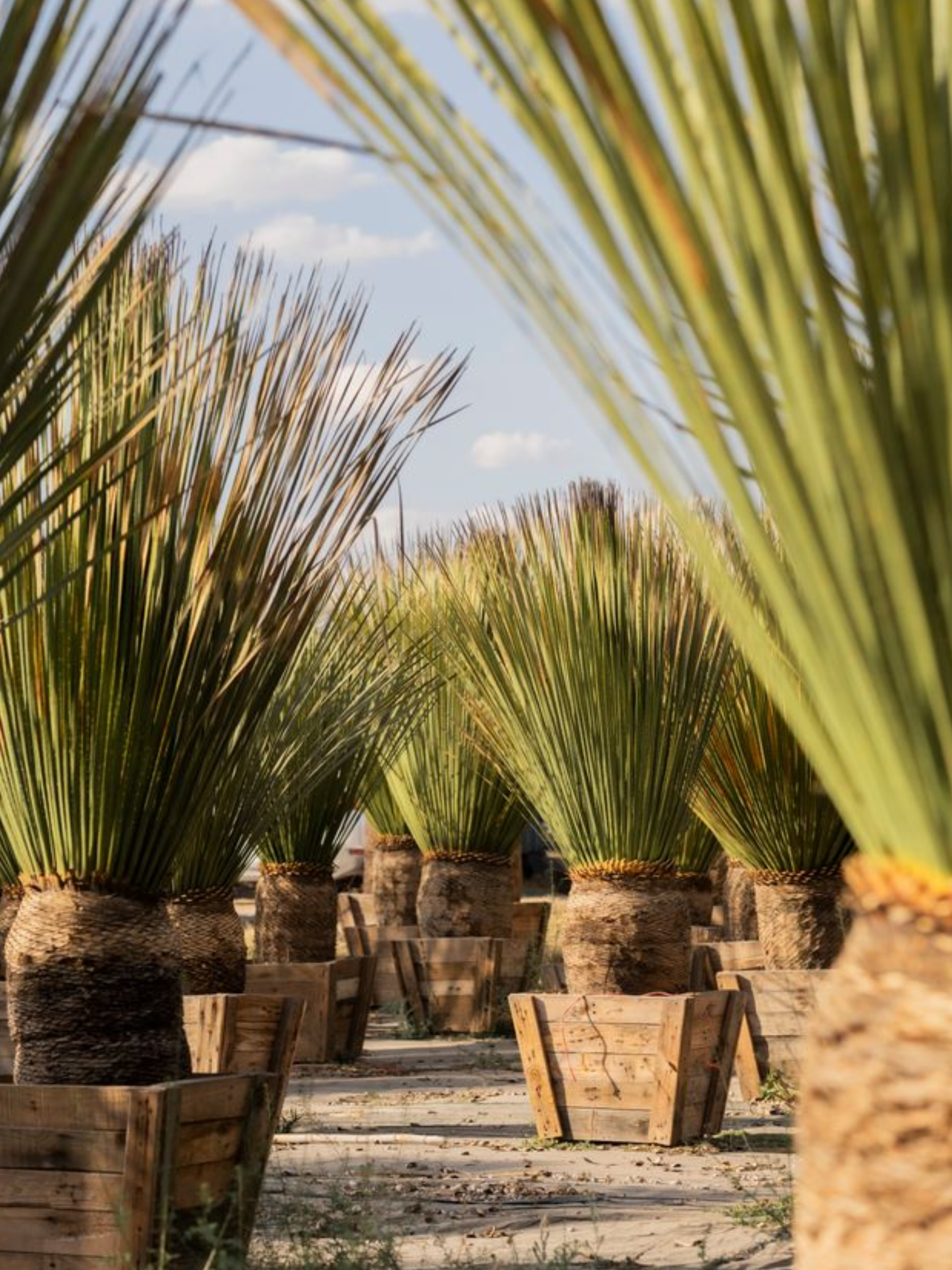 La dimensión rural de San Miguel de Allende 