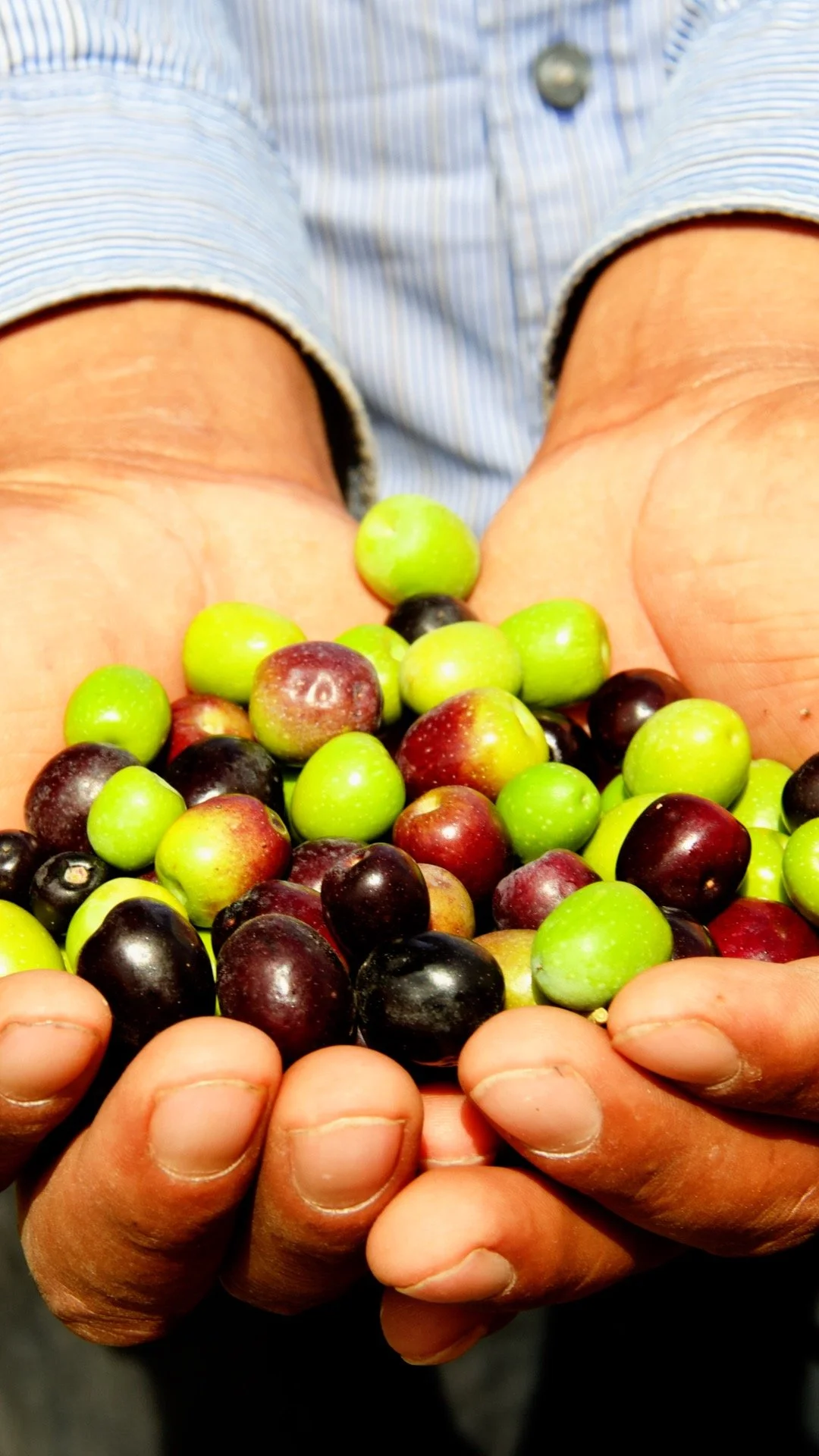 Cavas subterráneas y diseño pasivo para conservar alimentos