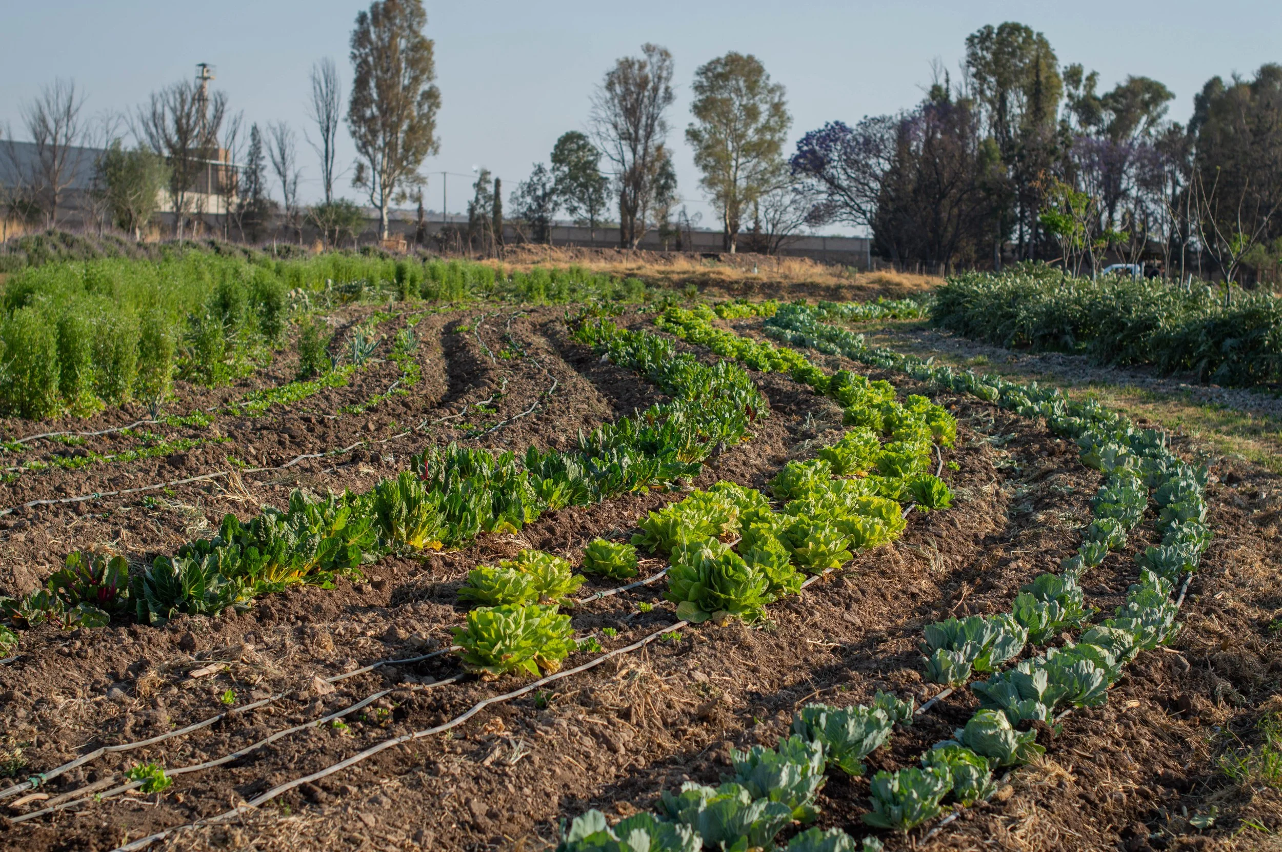 Mandala as a Model for Cultivation and Coexistence