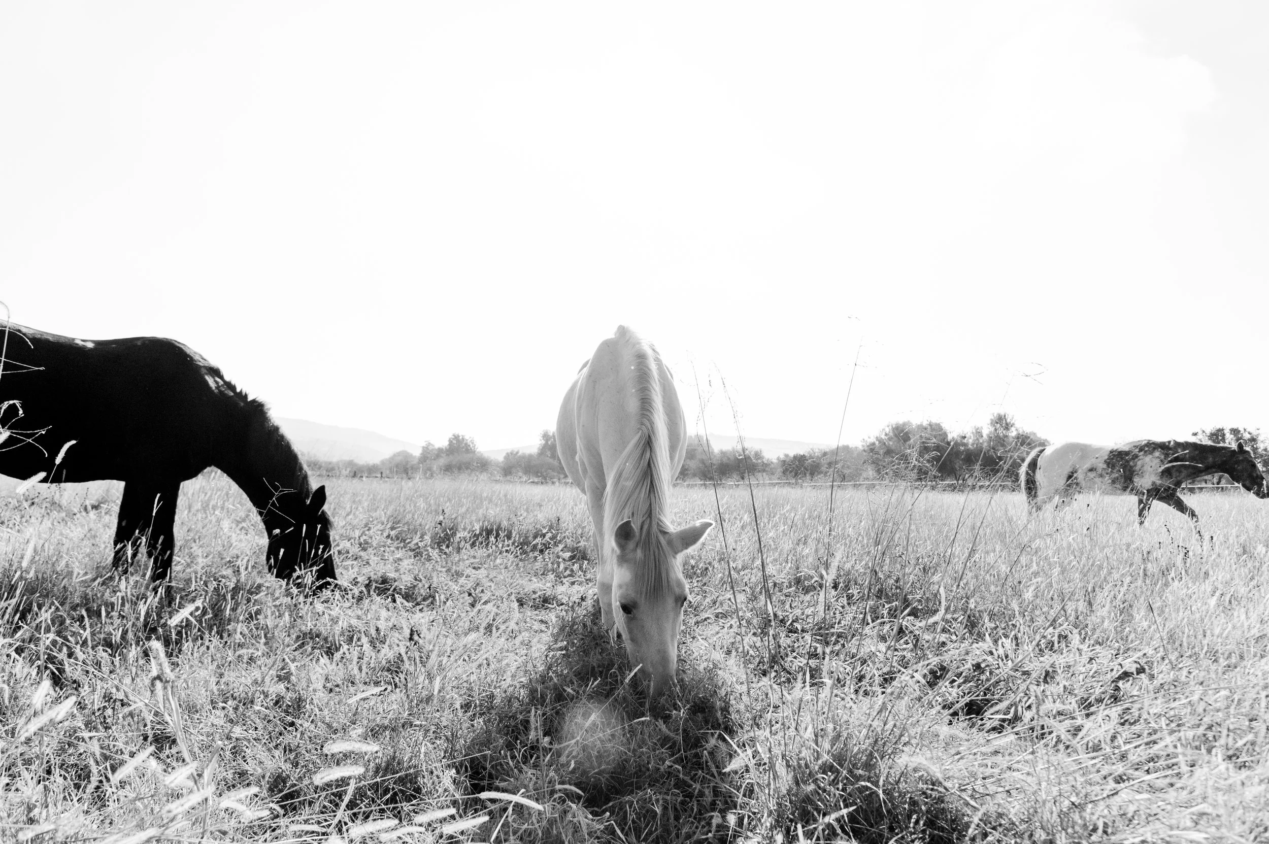 A New Way of Understanding Sustainability      