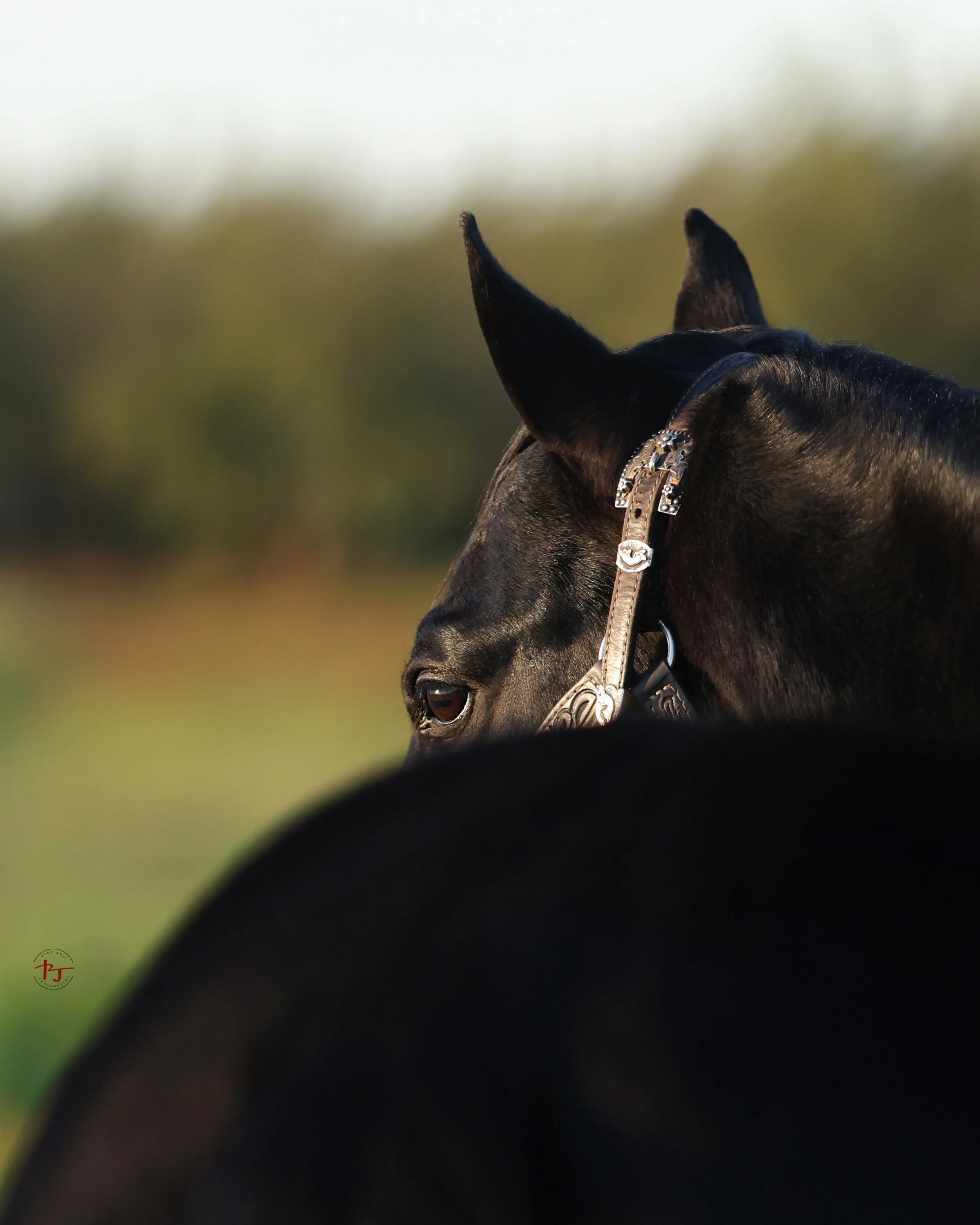 PR Nics Winning Edge half-head.jpg