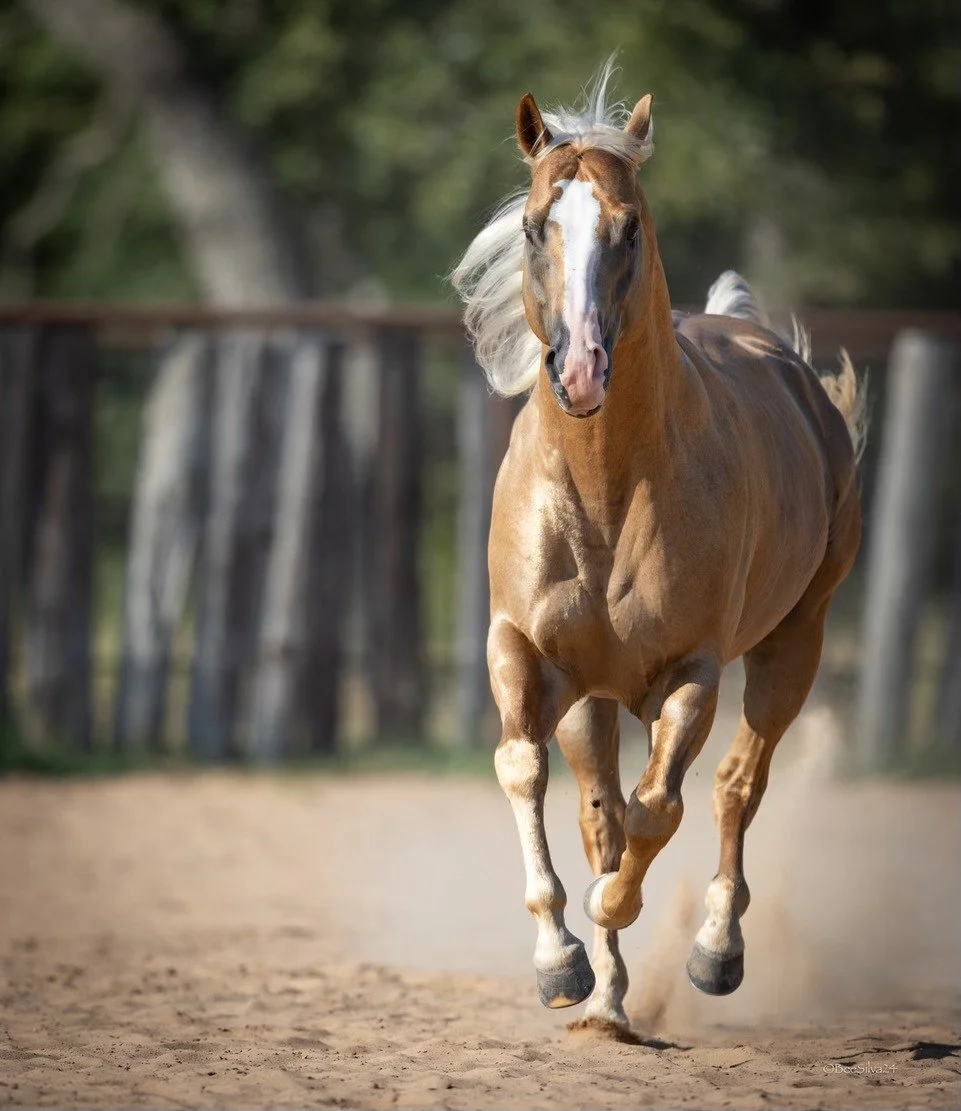A female rodeo rider in black and blue attire rides a bucking horse around an indoor arena with a barrel labeled 'Pants on Fire' nearby.