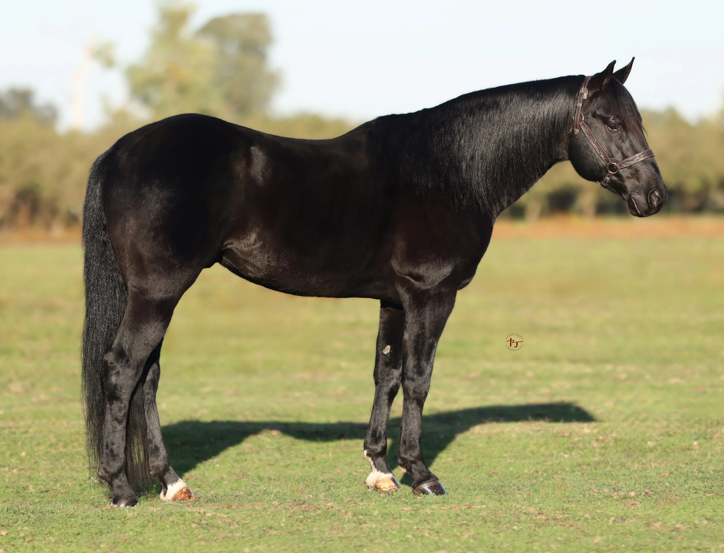 Pioneer Equine Hospital standing stallion for semen collection and breeding. 
