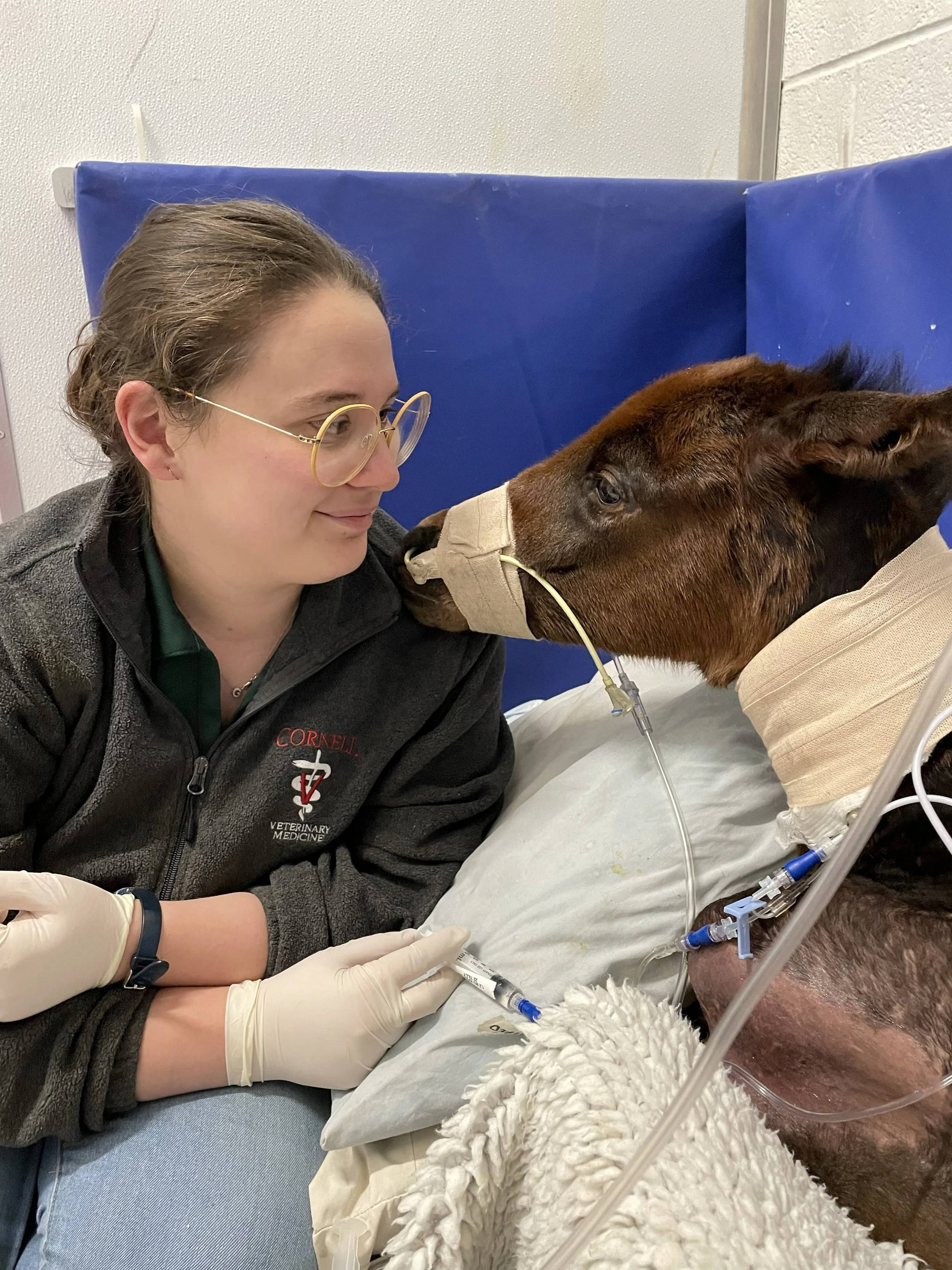 A veterinarian woman with glasses and gloves gently holds a syringe near a cow's face, which is lying in a hospital bed with medical tubes and coverings.