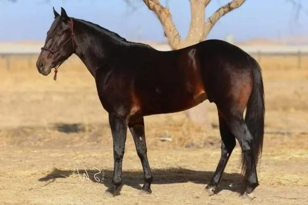 Pioneer Equine Hospital standing stallion for semen collection and breeding.