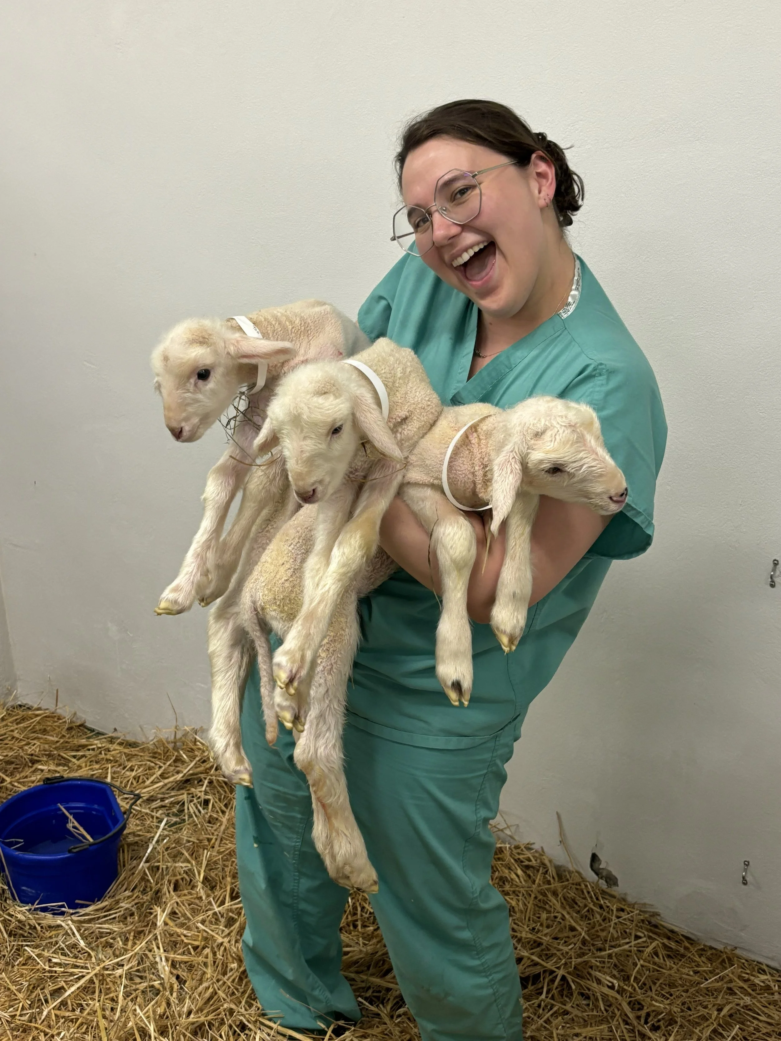 A woman in scrubs holding three baby goats in a barn setting with hay on the ground and a blue bucket in the corner.