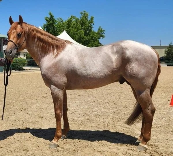 Pioneer Equine Hospital standing stallion for semen collection and breeding.