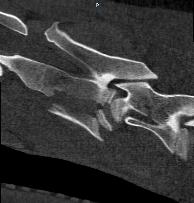 Close-up of a fossilized fish in a rock formation.