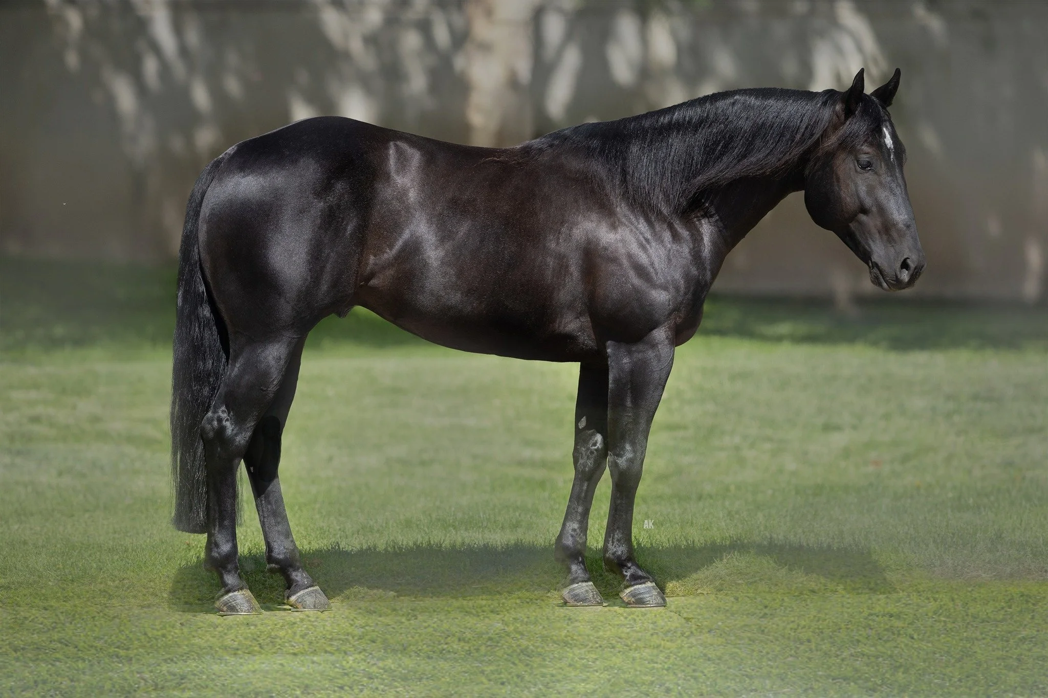 Pioneer Equine Hospital standing stallion for semen collection and breeding. 