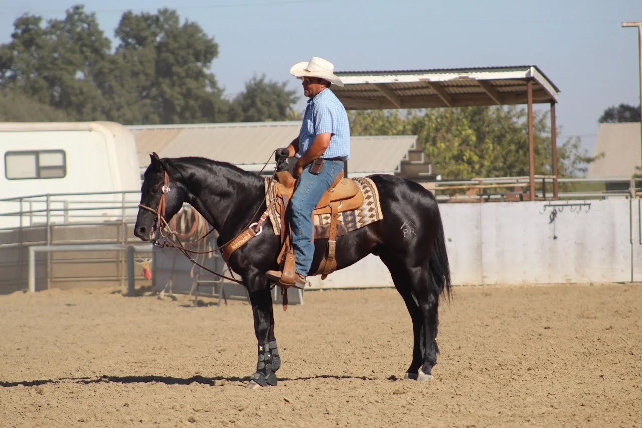 Buddy standing under saddle.jpg