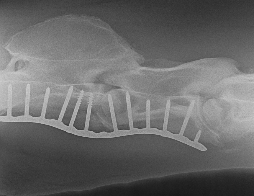 X-ray image of a dog's skull showing a metal grid and an internal screw fixation.