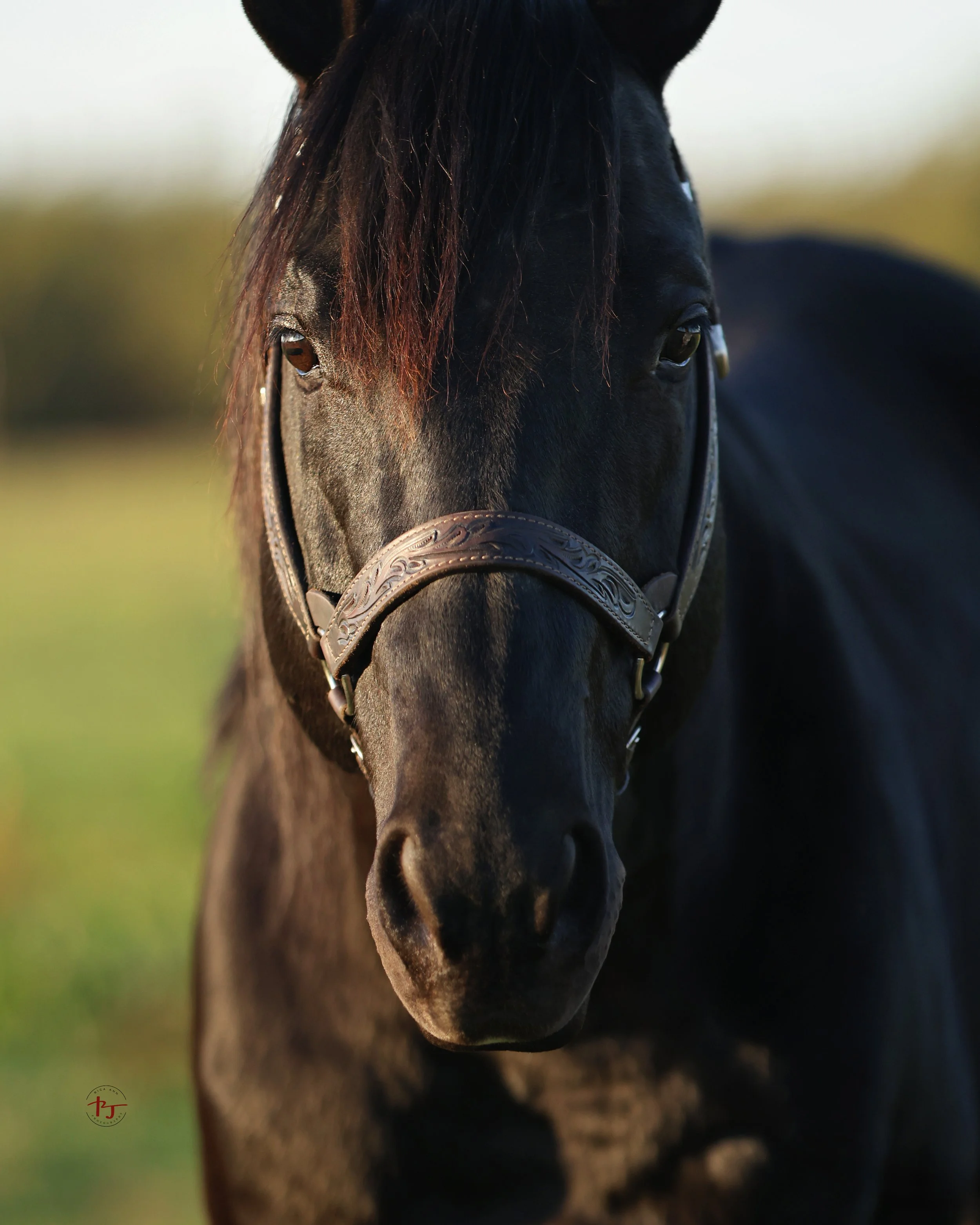 PR Nics Winning Edge Straight Headshot.jpg