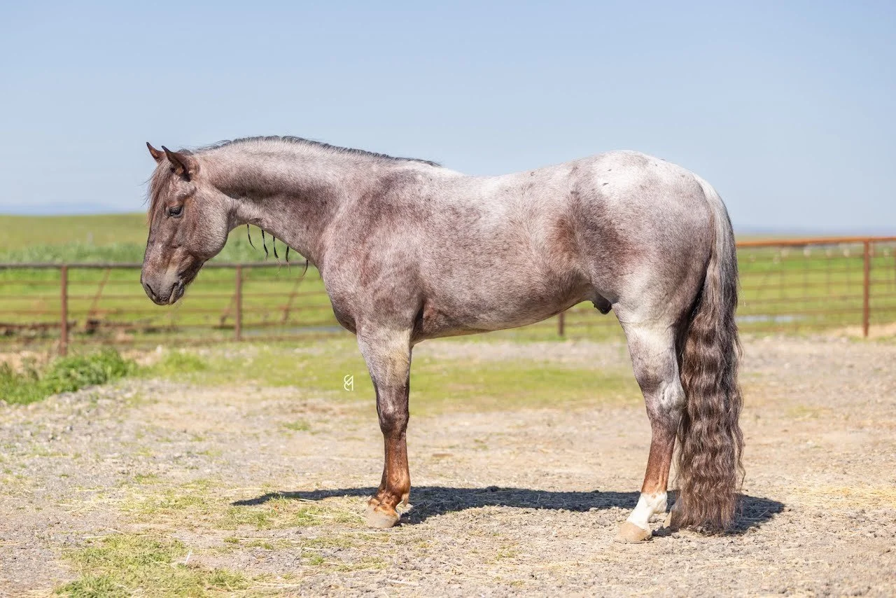 A grey horse standing on a dirt and grass field with a wooden fence in the background and a clear blue sky.