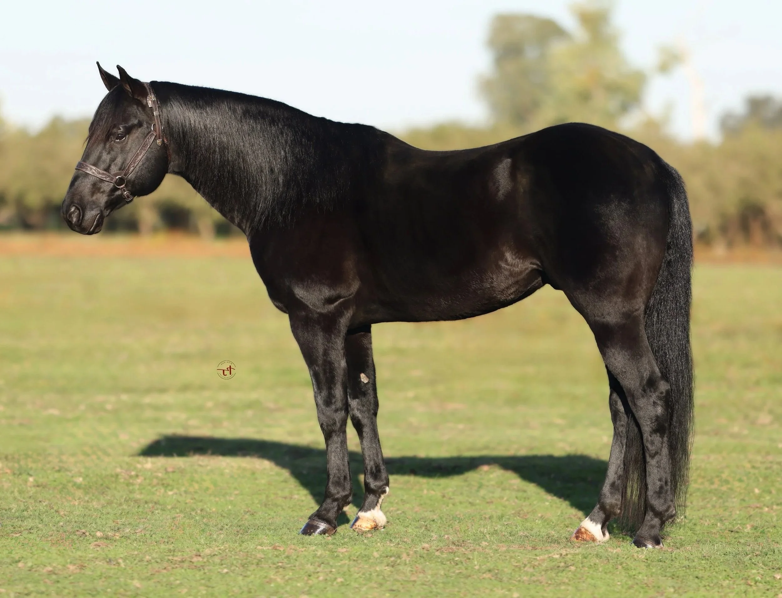 A black horse standing on grass with a blurred background of trees.