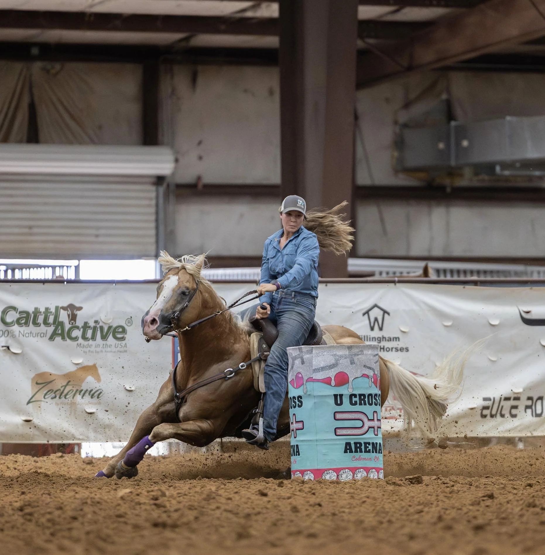Black horse with Western saddle and bridle in a field at sunset.