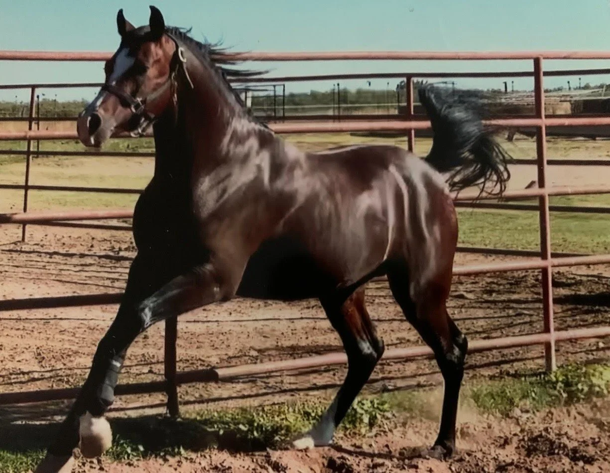 Pioneer Equine Hospital standing stallion for semen collection and breeding. 