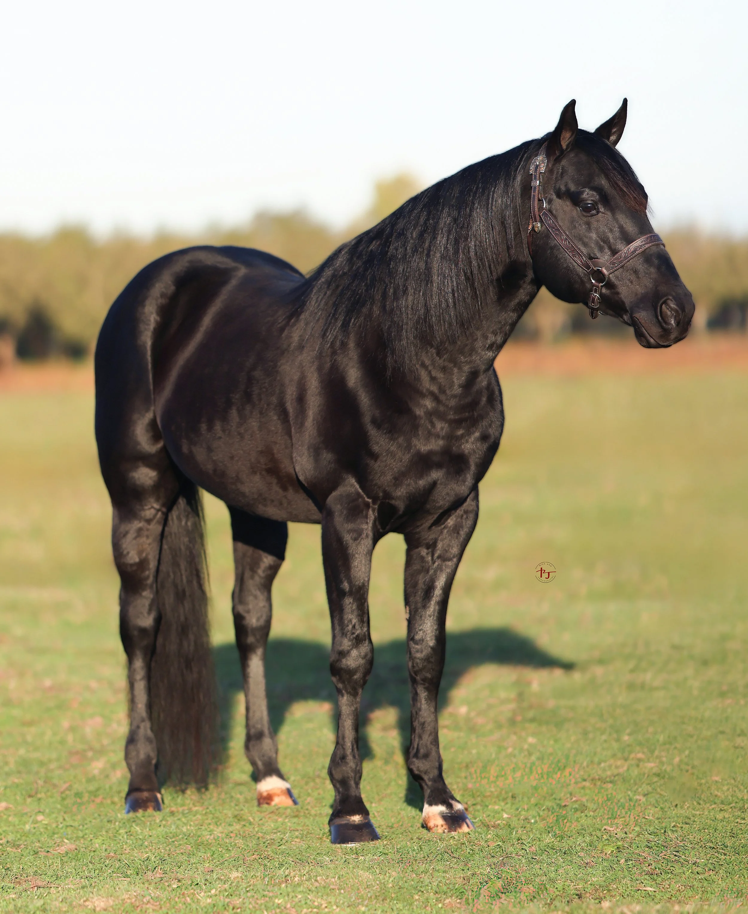 PR Nics Winning Edge three-quater.jpg