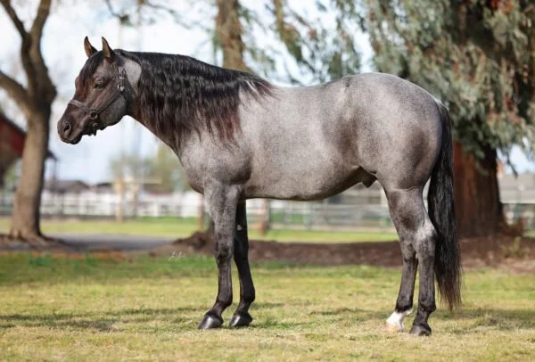 Gray horse standing on grass with trees and a fence in the background.