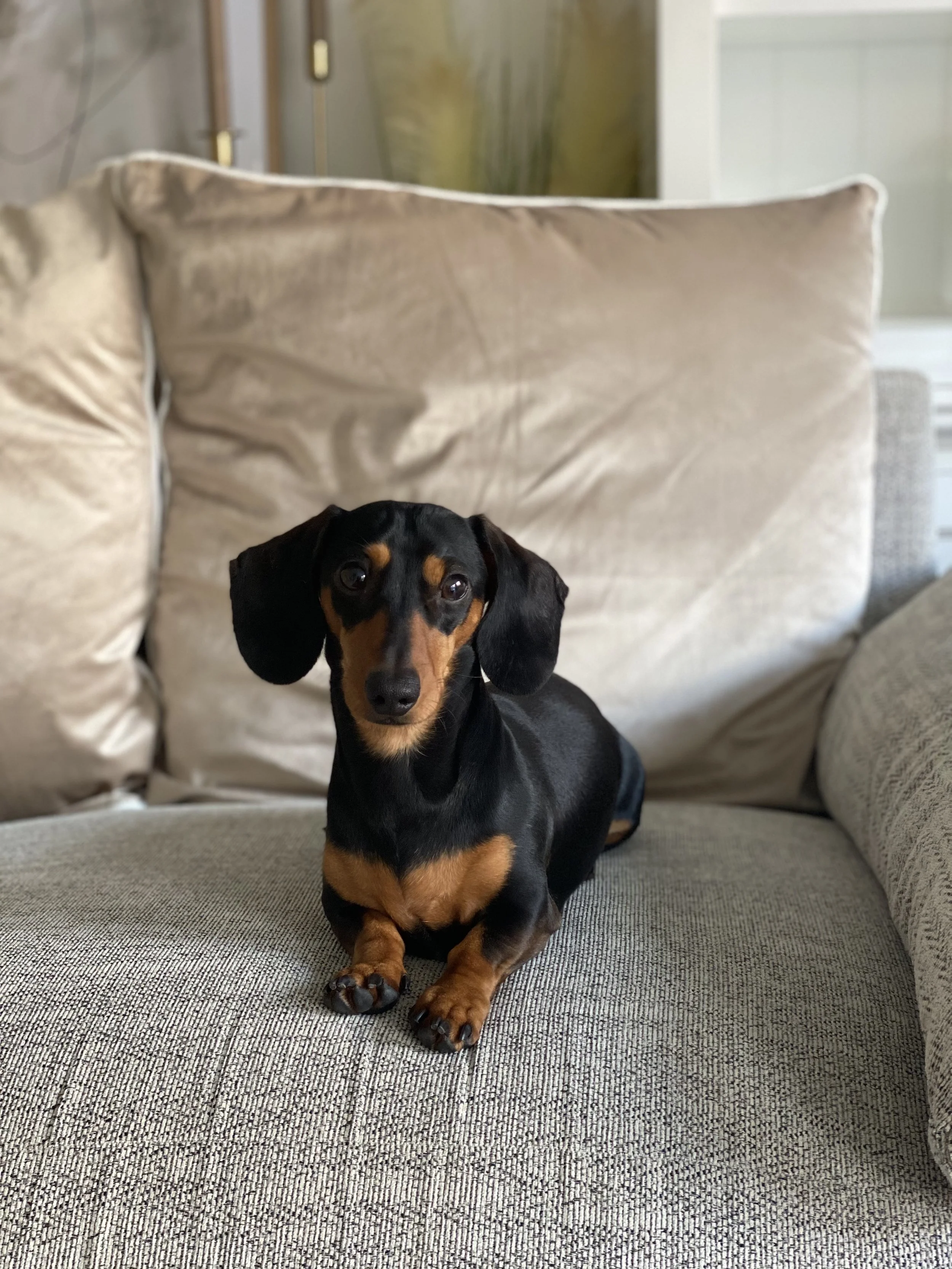 How to Make Life With a Dog Easier When You Have a Busy Schedule