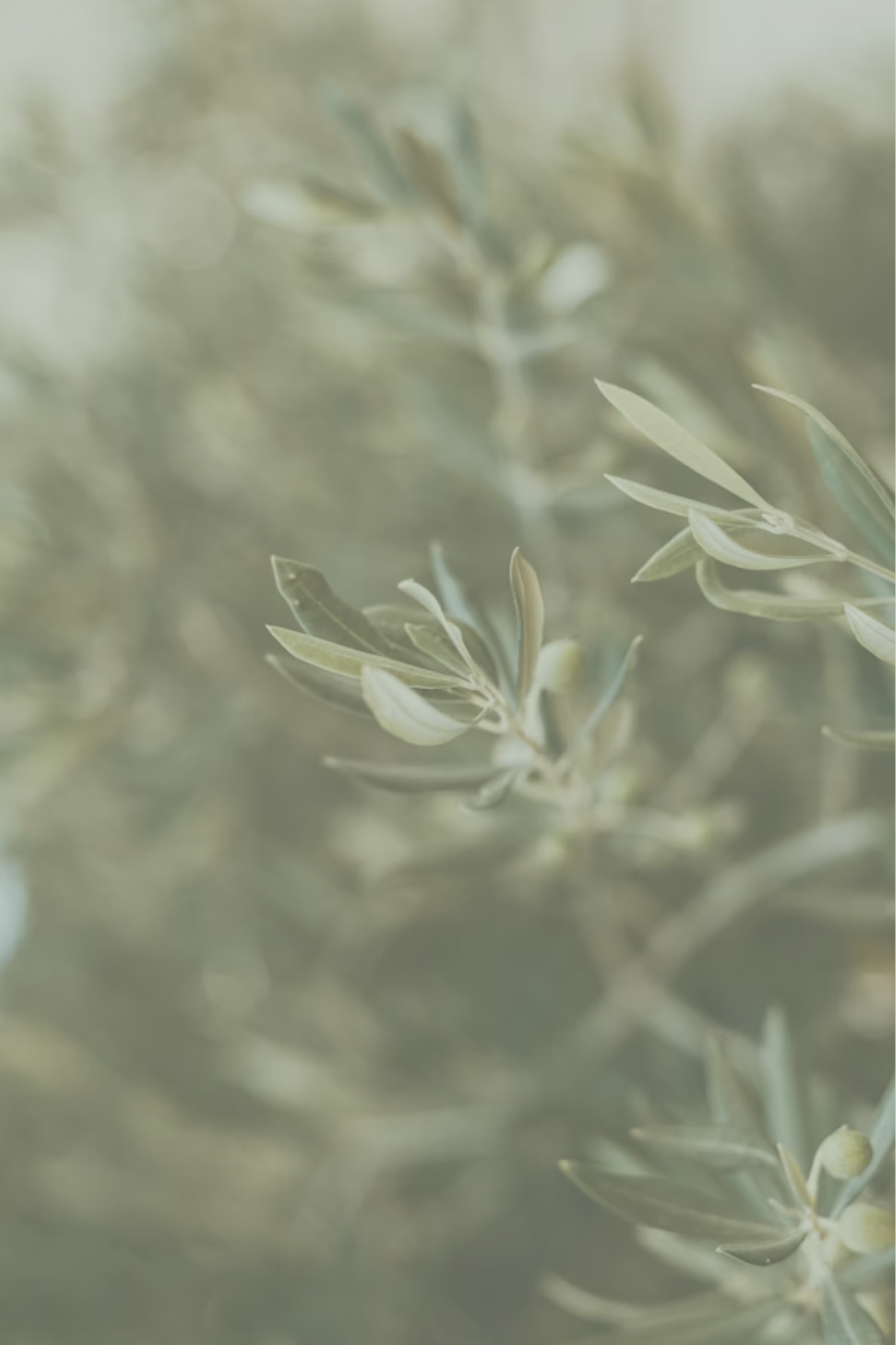 Out-of-focus image of olive tree leaves with a soft green sage color palette.