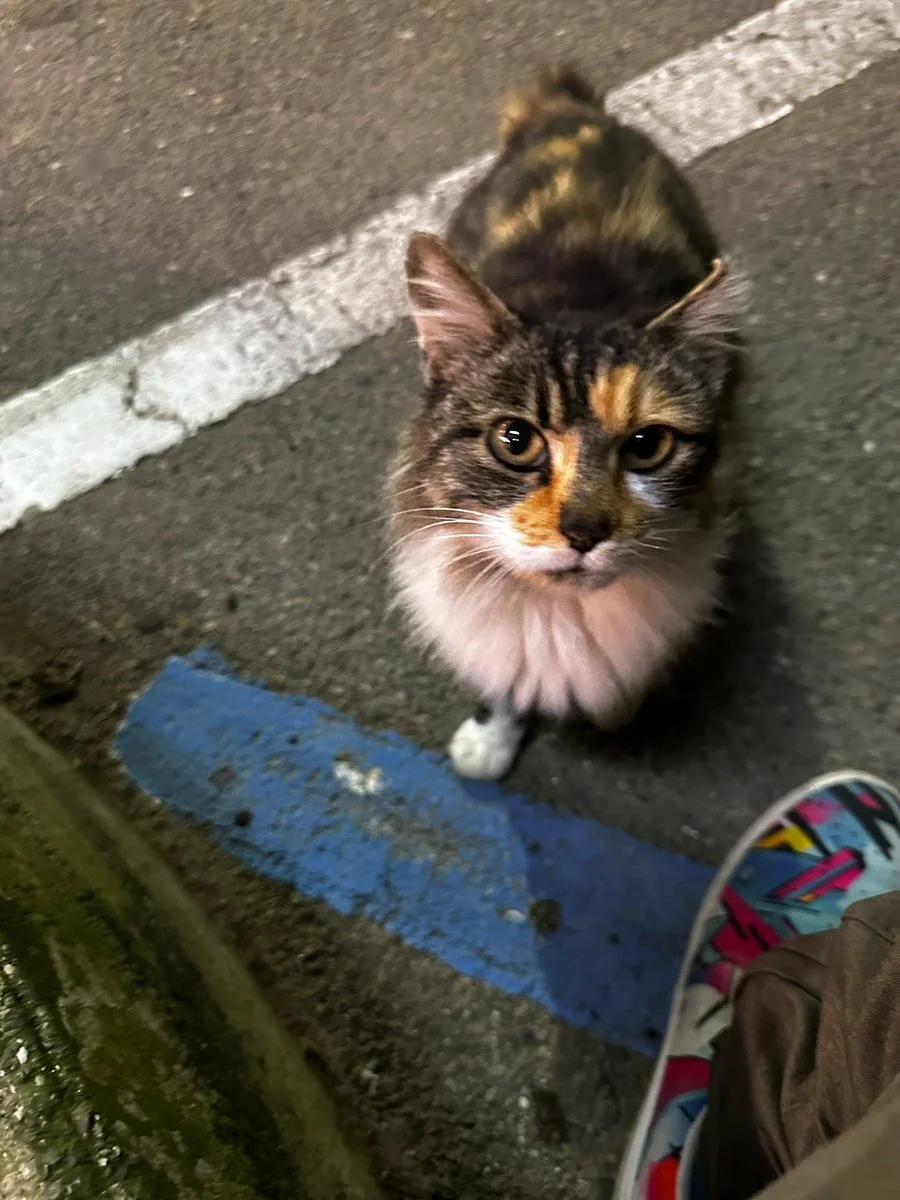 I wish I could get paid for saving animals