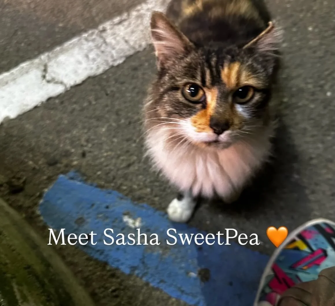 We&rsquo;re the resident softies over here. Fabienne has rescued 3 greyhounds and Ben and Fabienne have rescued 3 cats&mdash;and counting! 

Read Fabienne&rsquo;s latest blog post about our newest baby, Sasha SweetPea and rescuing animals as a way of