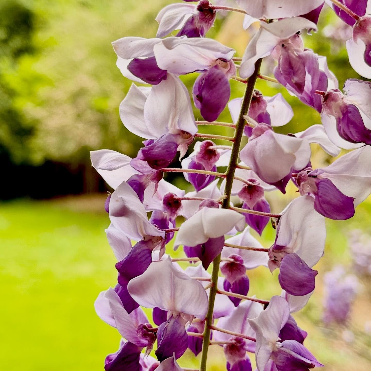 The lovely scent of spring. every morning. I stopped to smell the Wisteria. It&rsquo;s such a familiar sense. It brings to mind cherry Coke. What a funny thing to associate it with!