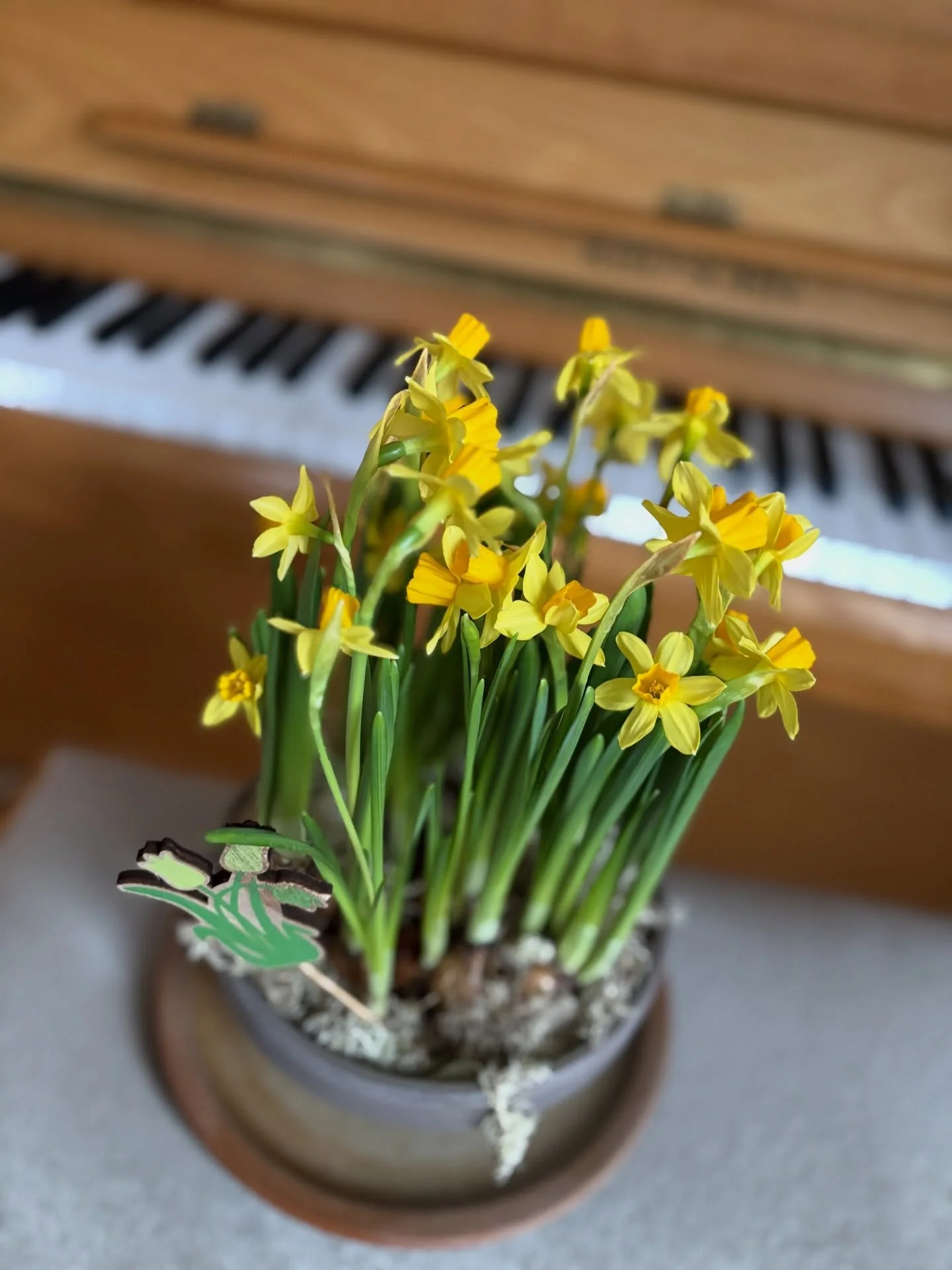 Spring Term teaching is complete! It&rsquo;s been a fabulous term - concerts, music festivals, school performances, excellently amazing mini musicians, and some super focus and learning in the music room! I&rsquo;m so proud of all my students this te