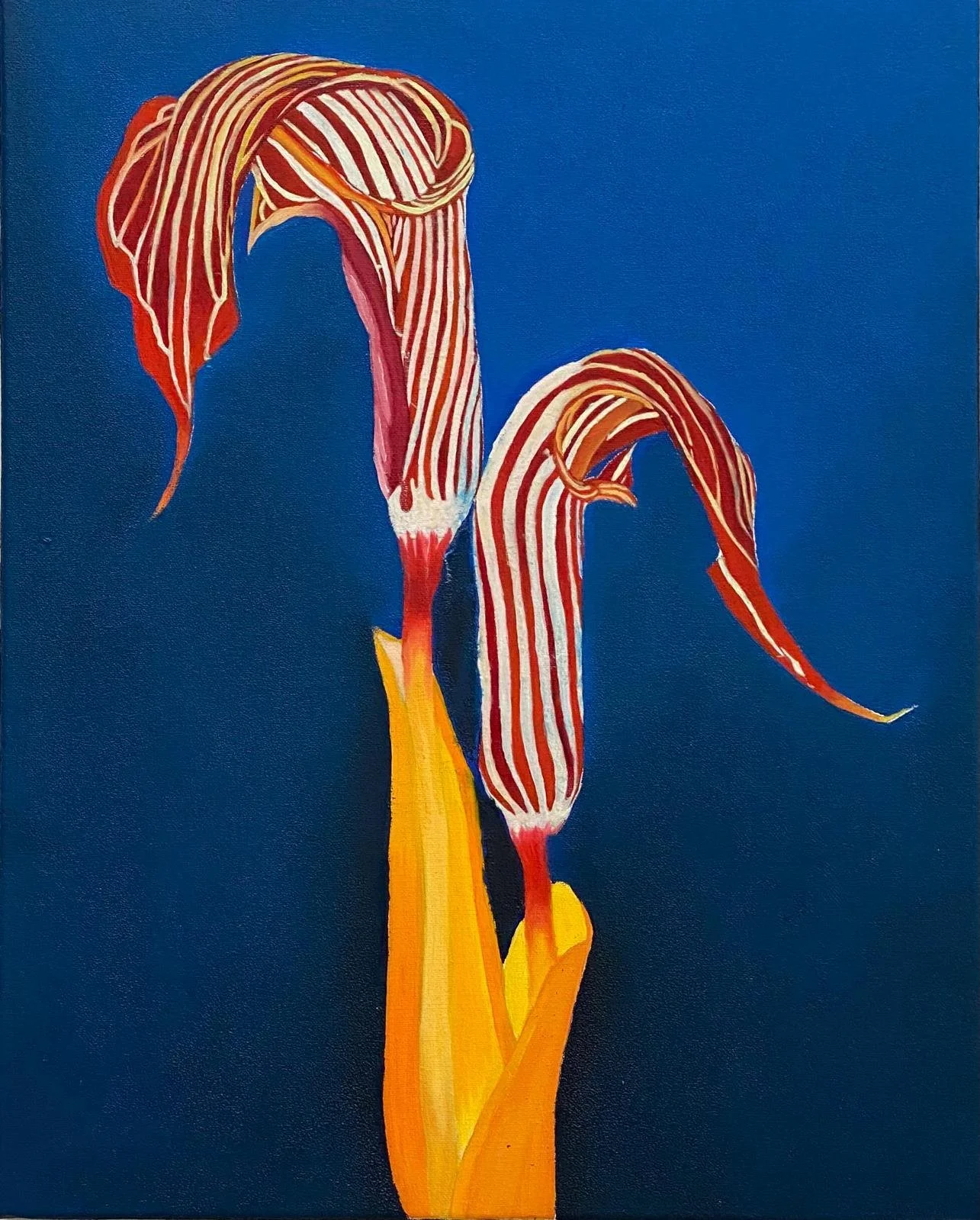 Cobra Lily