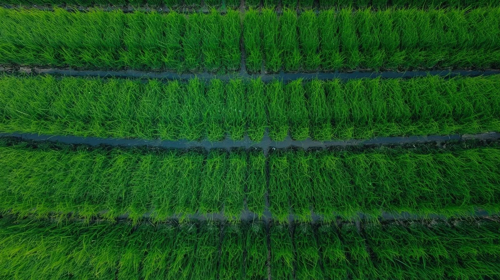 Precision Rice Yield Mapping: Bringing Research Excellence to the Delta