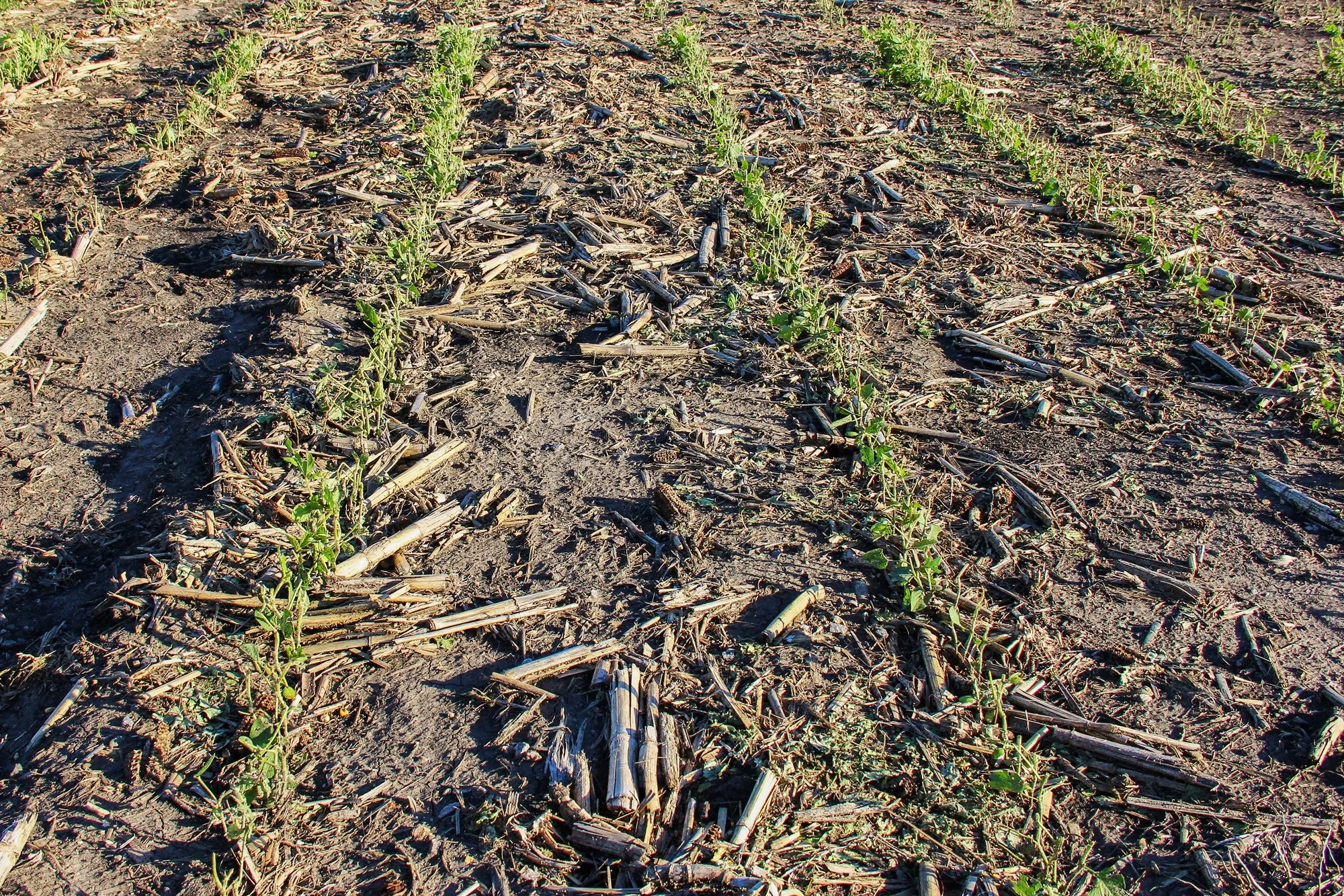 How Satellite Agriculture Monitoring Can Reduce Basis Risk in Parametric Crop Insurance