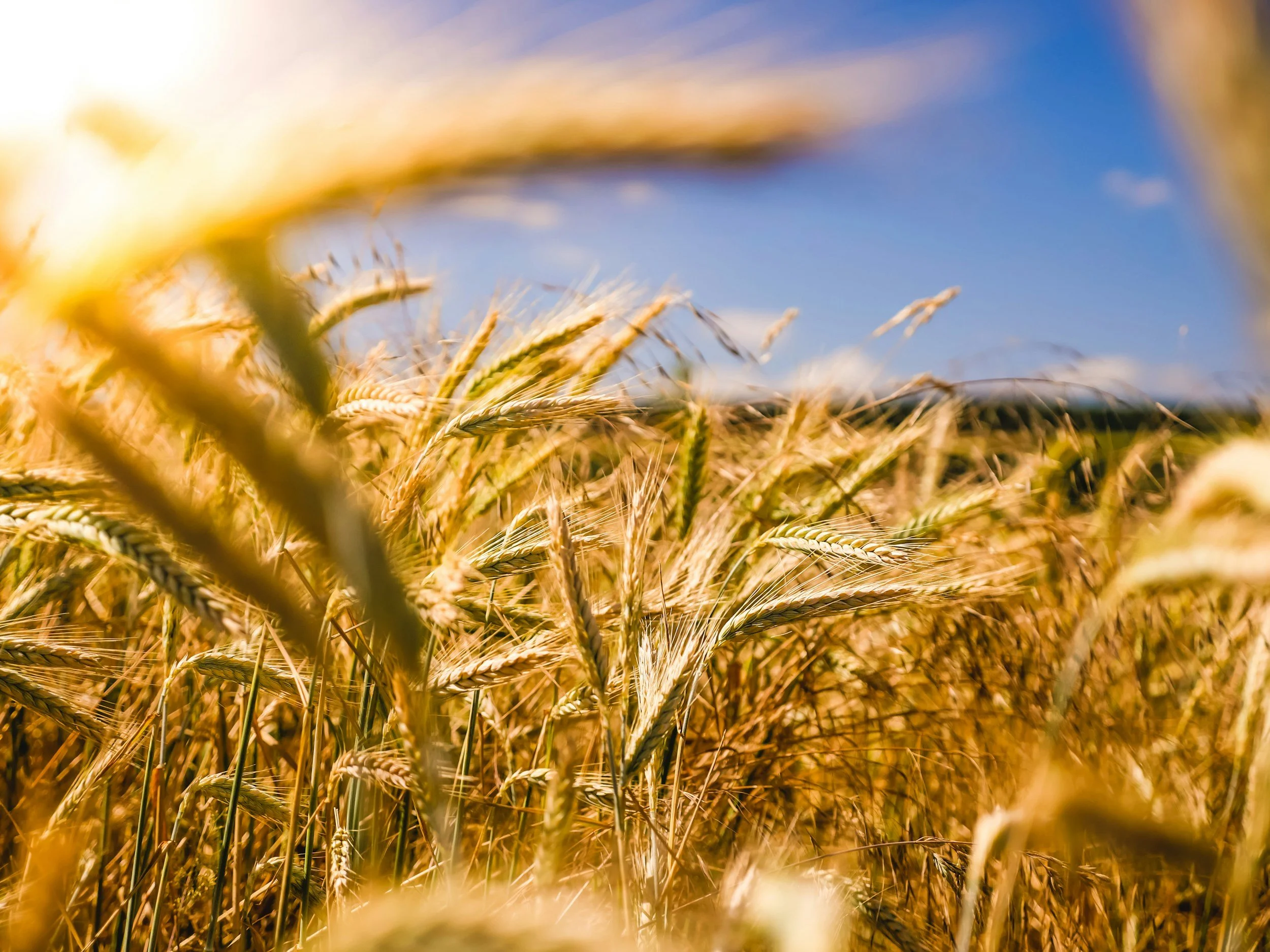 Golden wheat fields under a clear blue sky.