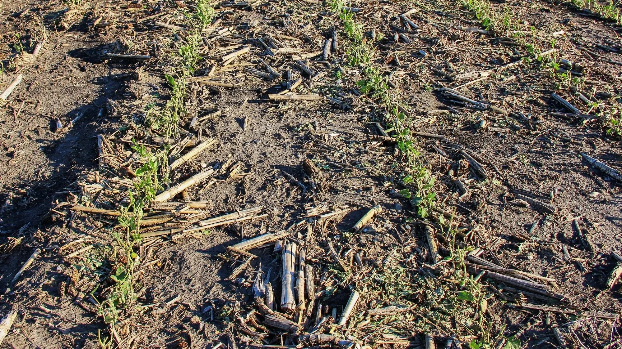 hail damaged soybeans