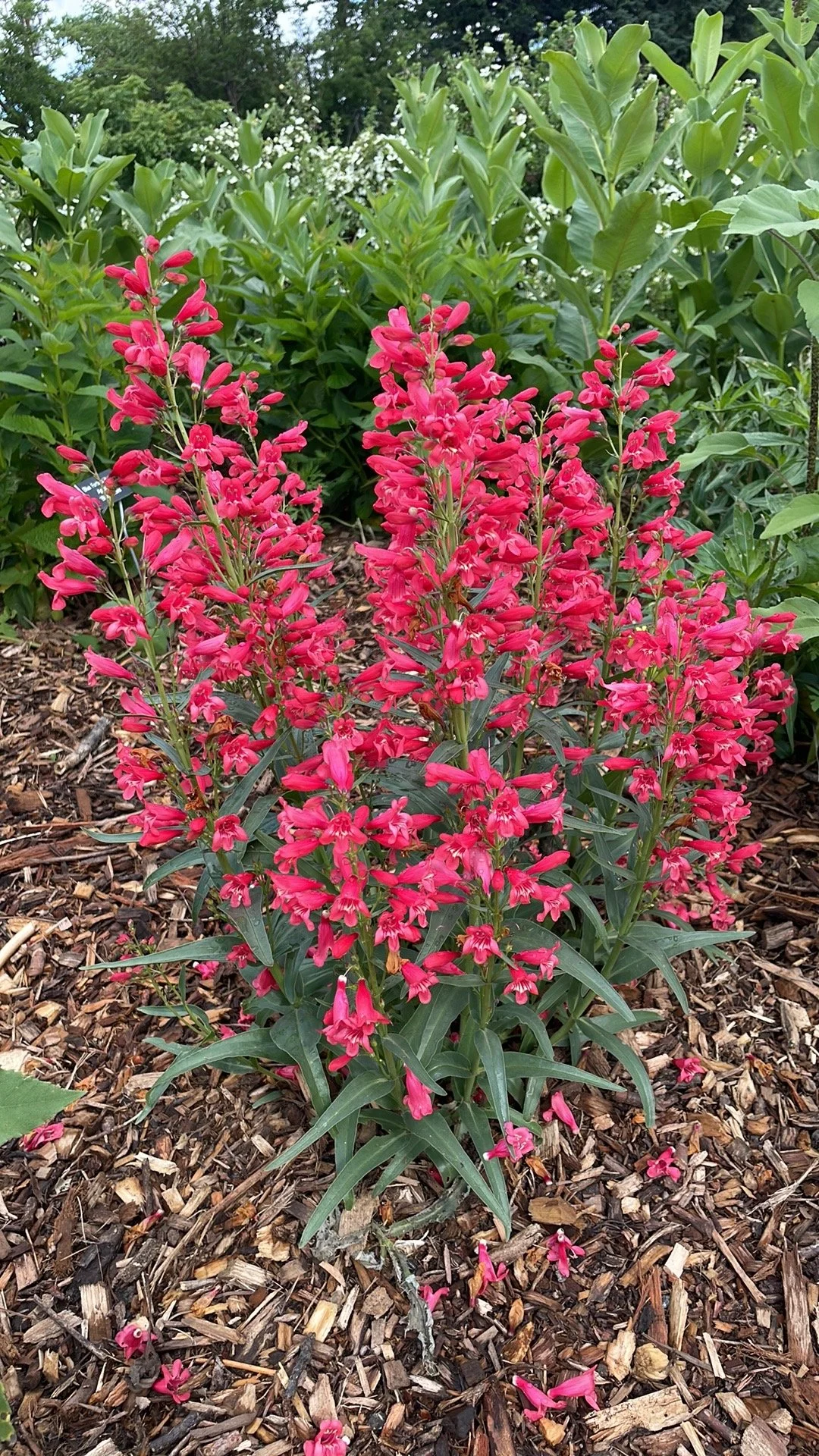 This gorgeous fire penstemon was labeled USDA zone 6, and I forgot to protect it before winter by giving it a large rock. It did not return the next year. The Nature Center is decidedly 5b.