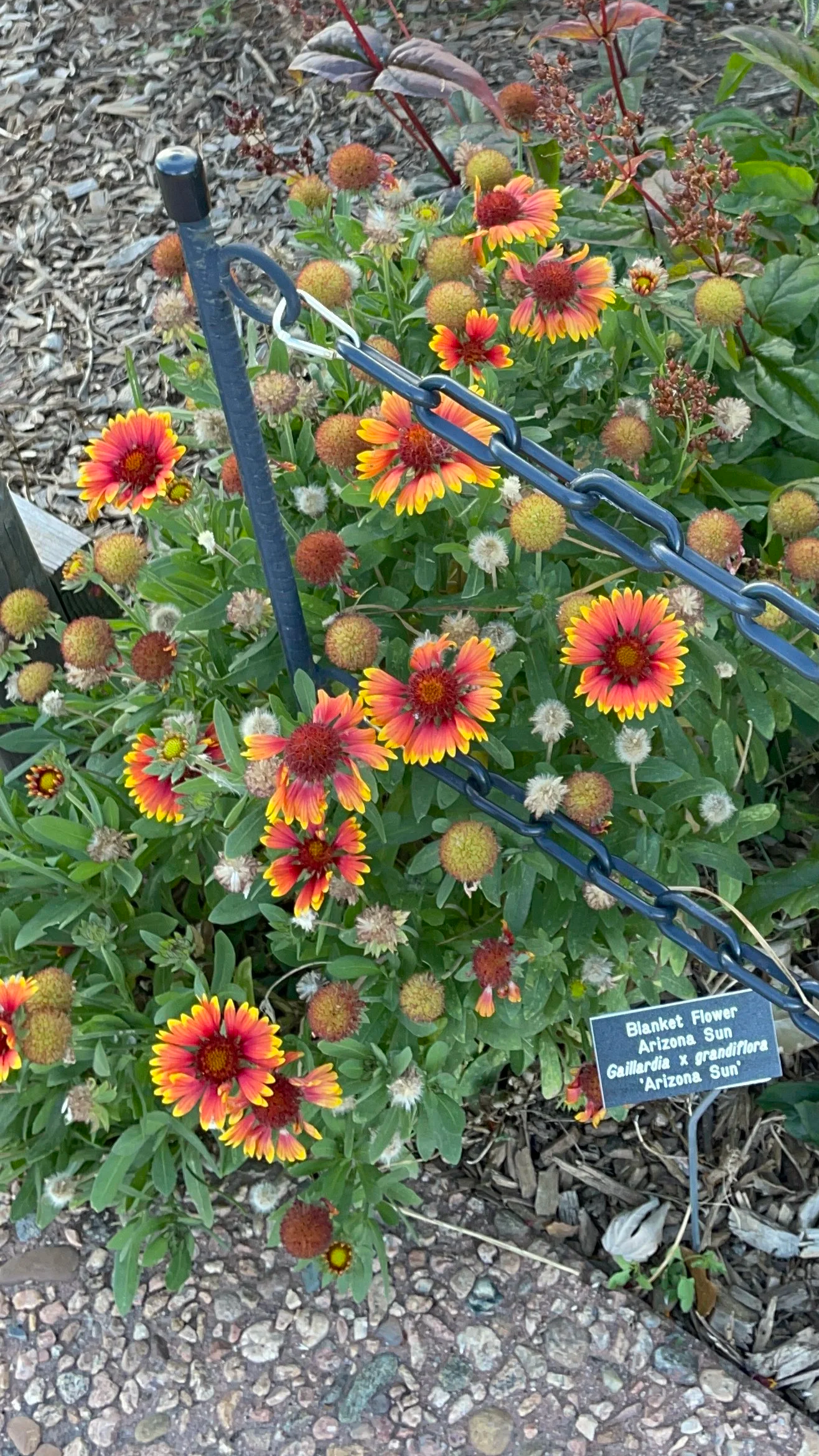Gaillardia, or blanket flower, can be grown to mass profusion like this. In itss natural habitat, you're more likely to find only one or two stems. 