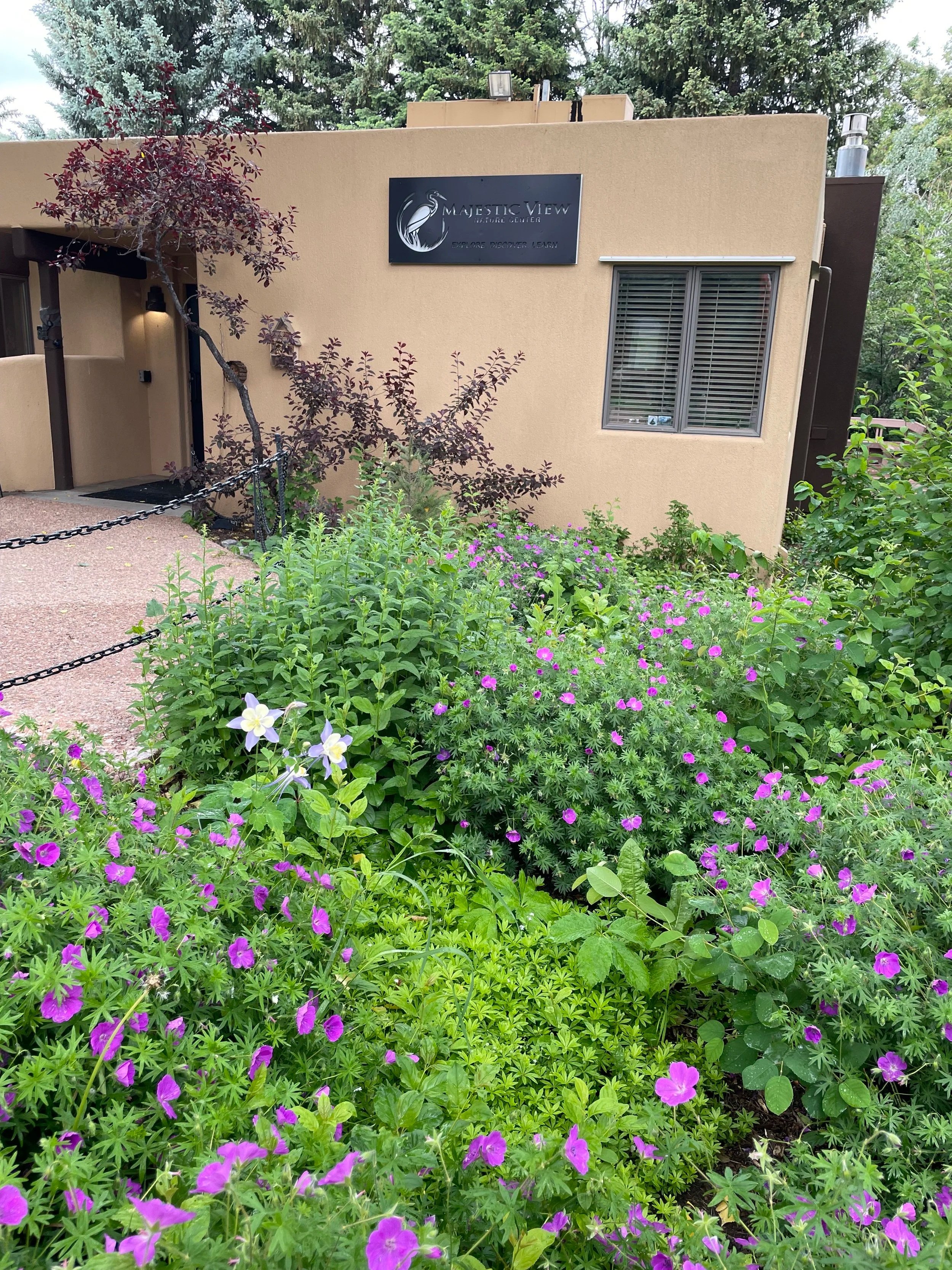 A lone columbine blooms amid competing native geranium flowers. When I arrived, we removed a lot of buckthorn, pruned the sand cherry away from the entry door, and then later the staff expanded the deck and walkway.