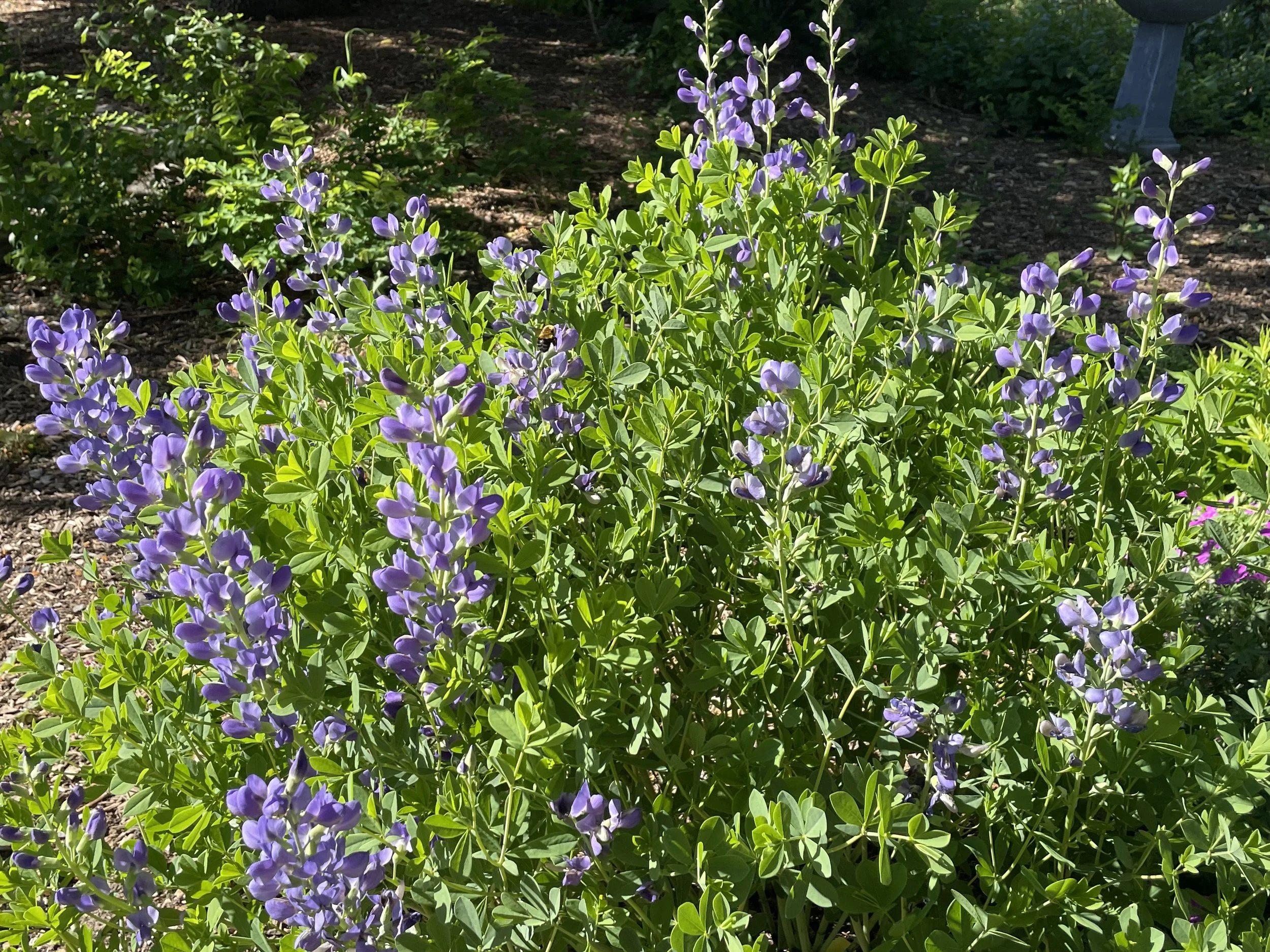 False indigo (baptisia australis) grows to nearly three feet in the summer and then dies back to the ground every year. It is in the legume family, so it is a nitrogen fixer. Hummingbirds and butterflies. love it! 