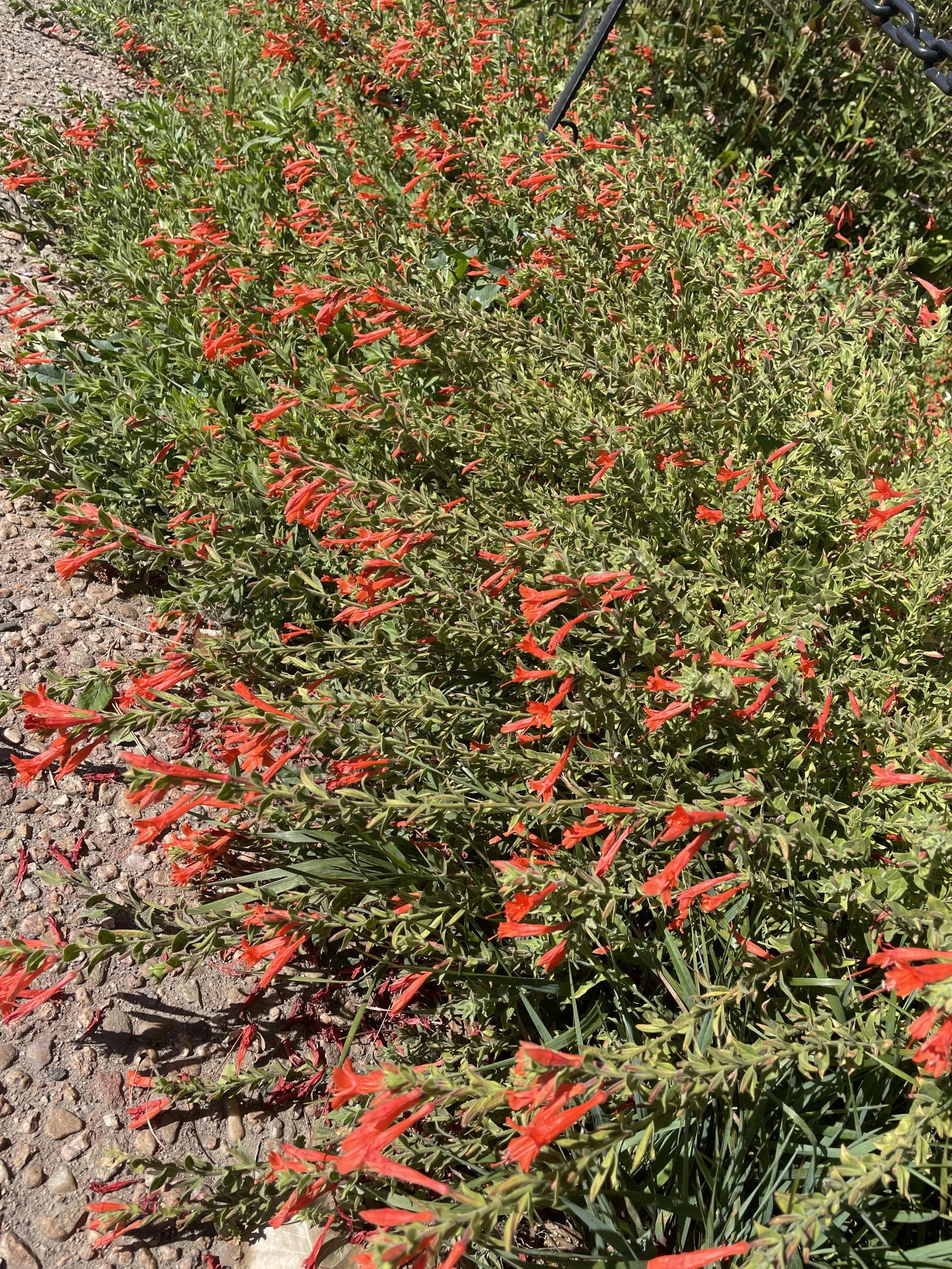 Creeping Hummingbird Trumpet  (zauschneria) is a vigorous and colorful groundcover that blooms from the heat of June and then again in September. *Native to CA