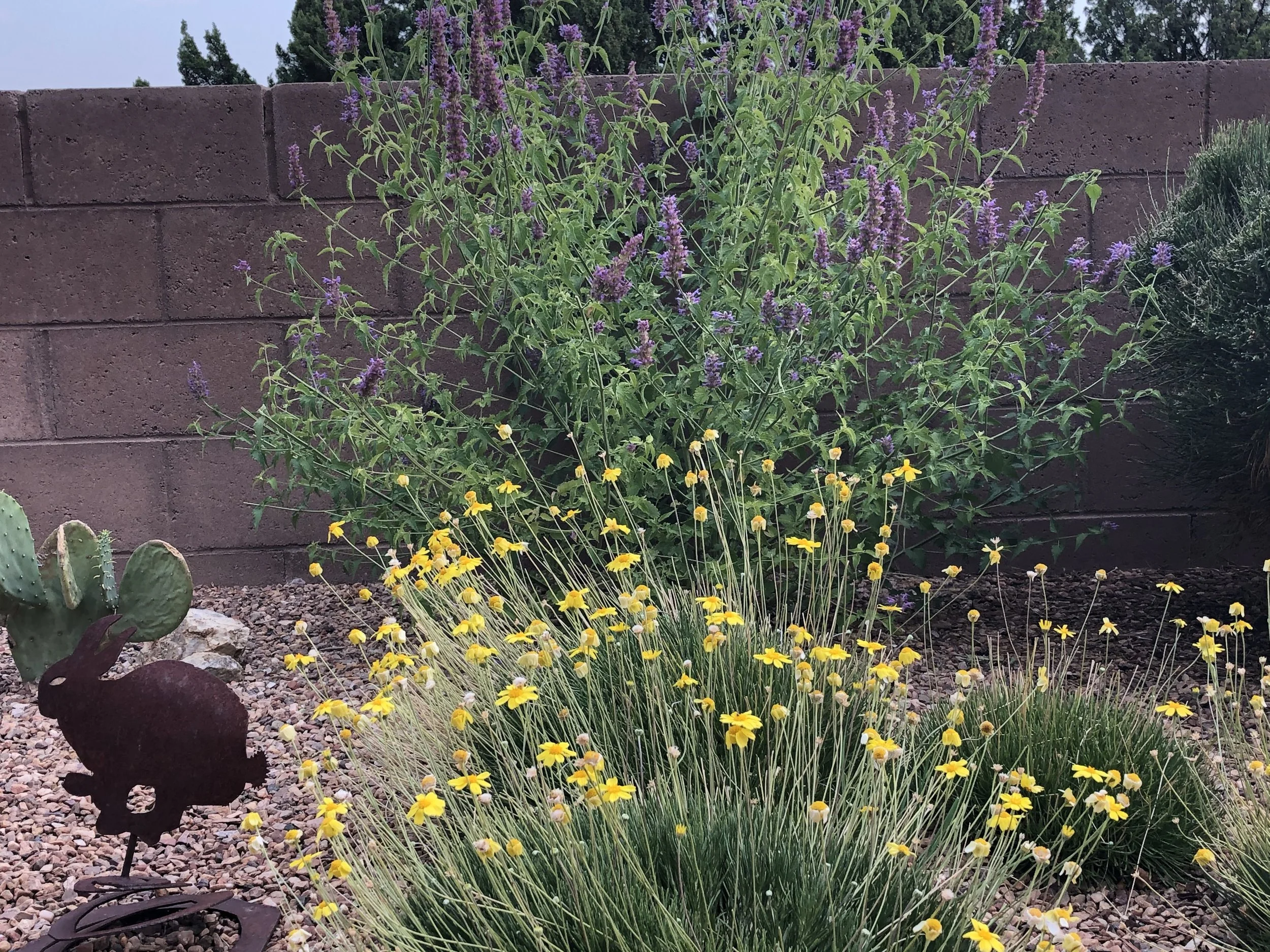 susan after hymonoxys.jpeg