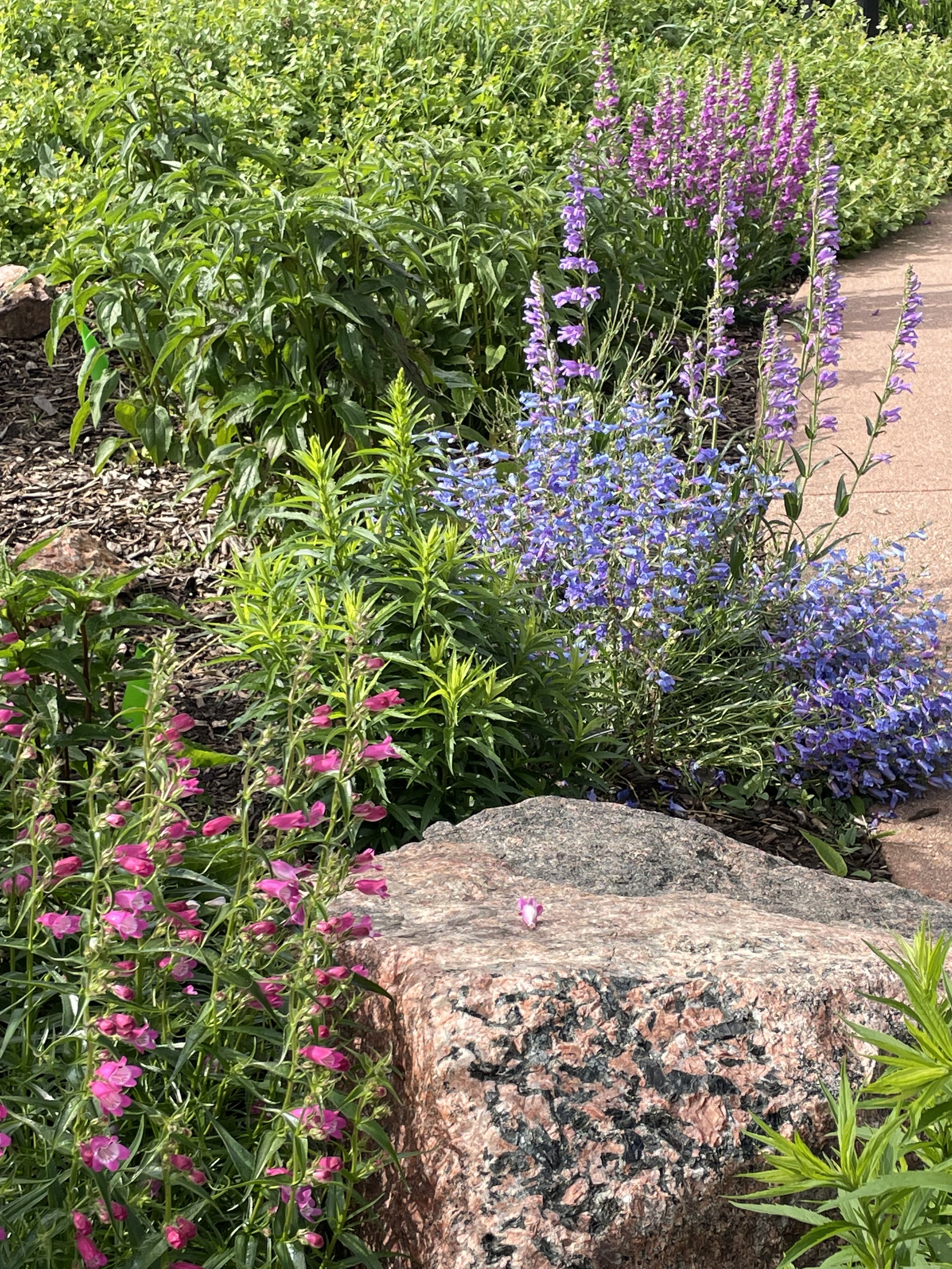 Red rocks penstemon, electric blue penstemon, and rocky mountain penstemon.