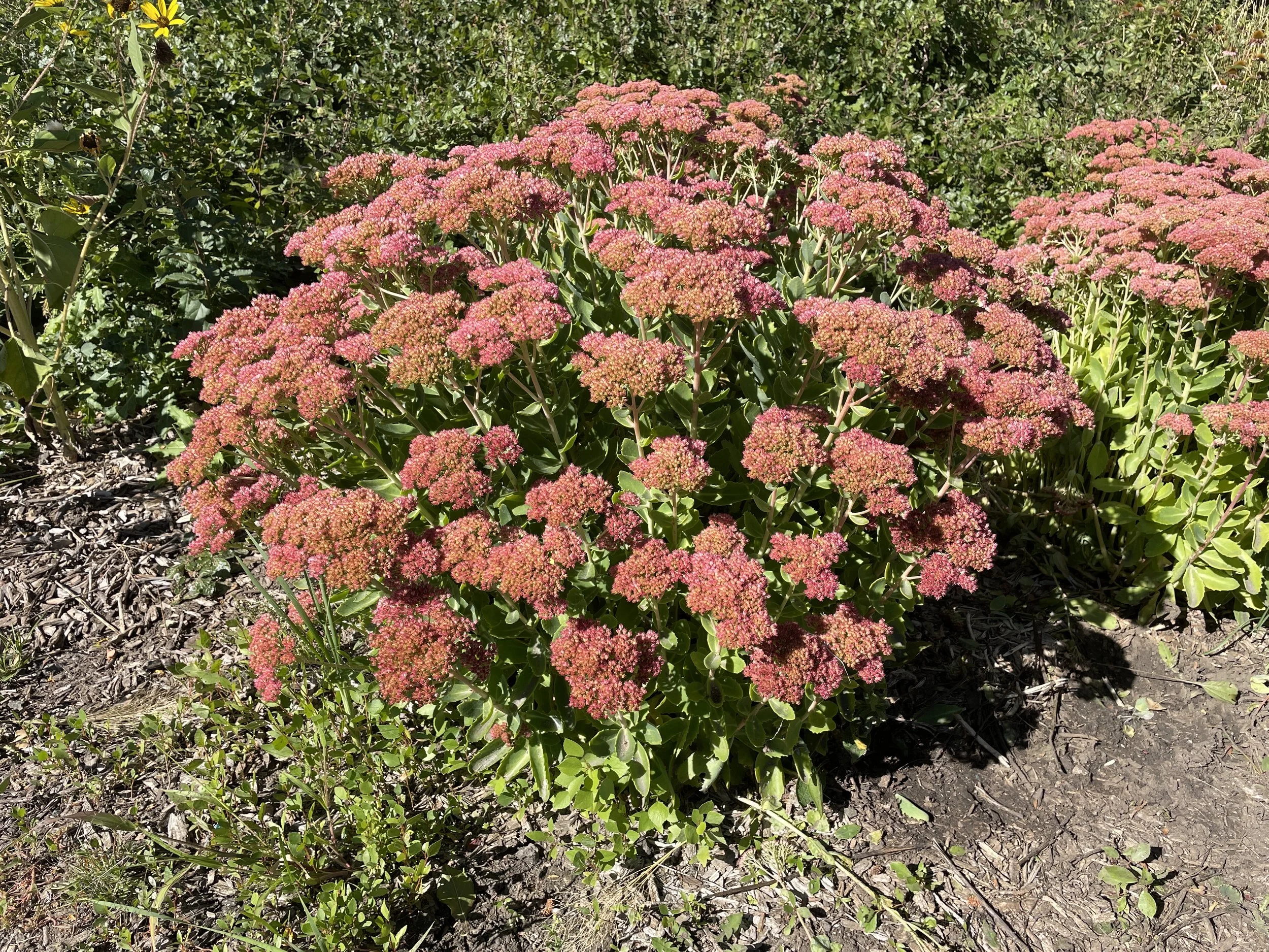 Perhapse another year I'll get a better image of this 'Autumn Joy' sedum (Hylotelephium). It was a bit overwatered, so the color just didn't show off. Sedums, succulents and penstemons hate their roots soaking, so keep that in mind when locating them