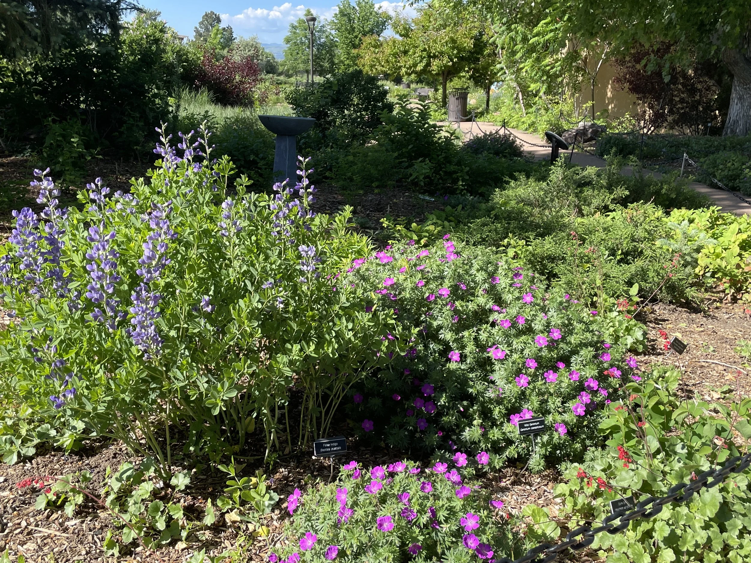 False indigo and wild geranium grace the entrance, facing the south. 