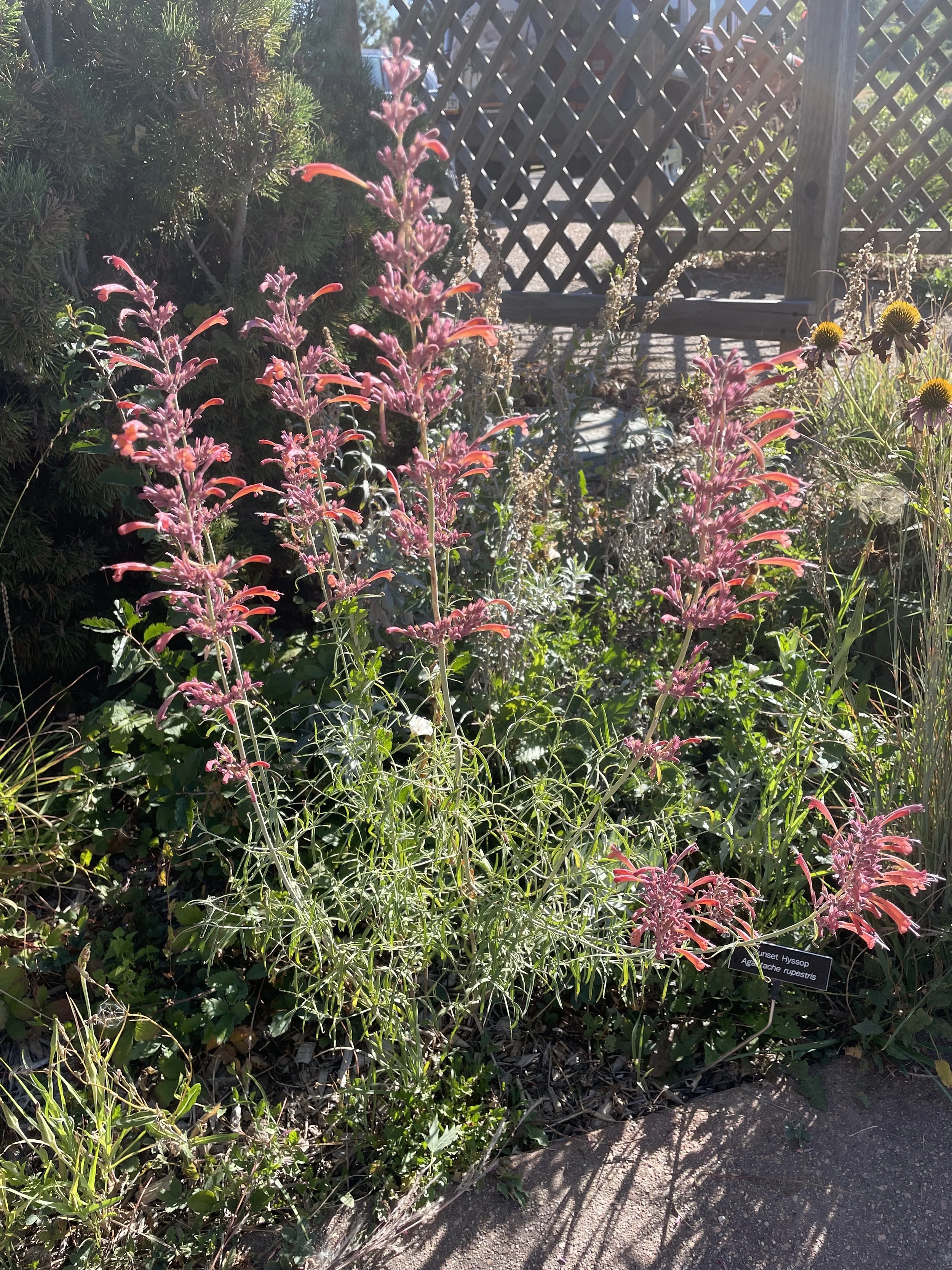 Another hummingbird attractor, Agastache Rupestris or 'hummingbird mint' is a cold hearty, drought tolerant garden star. 