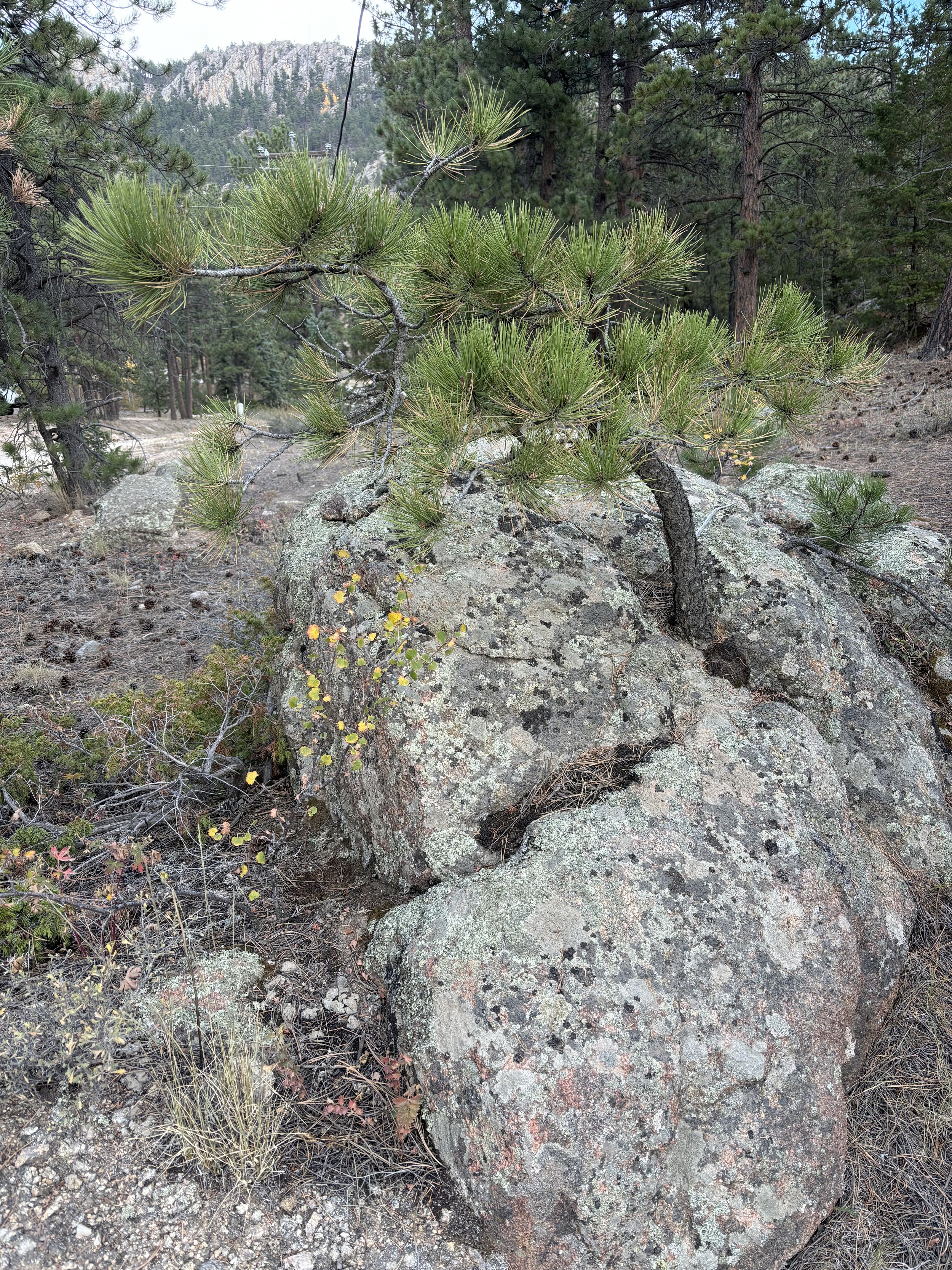 Early Spring Earth Gardens